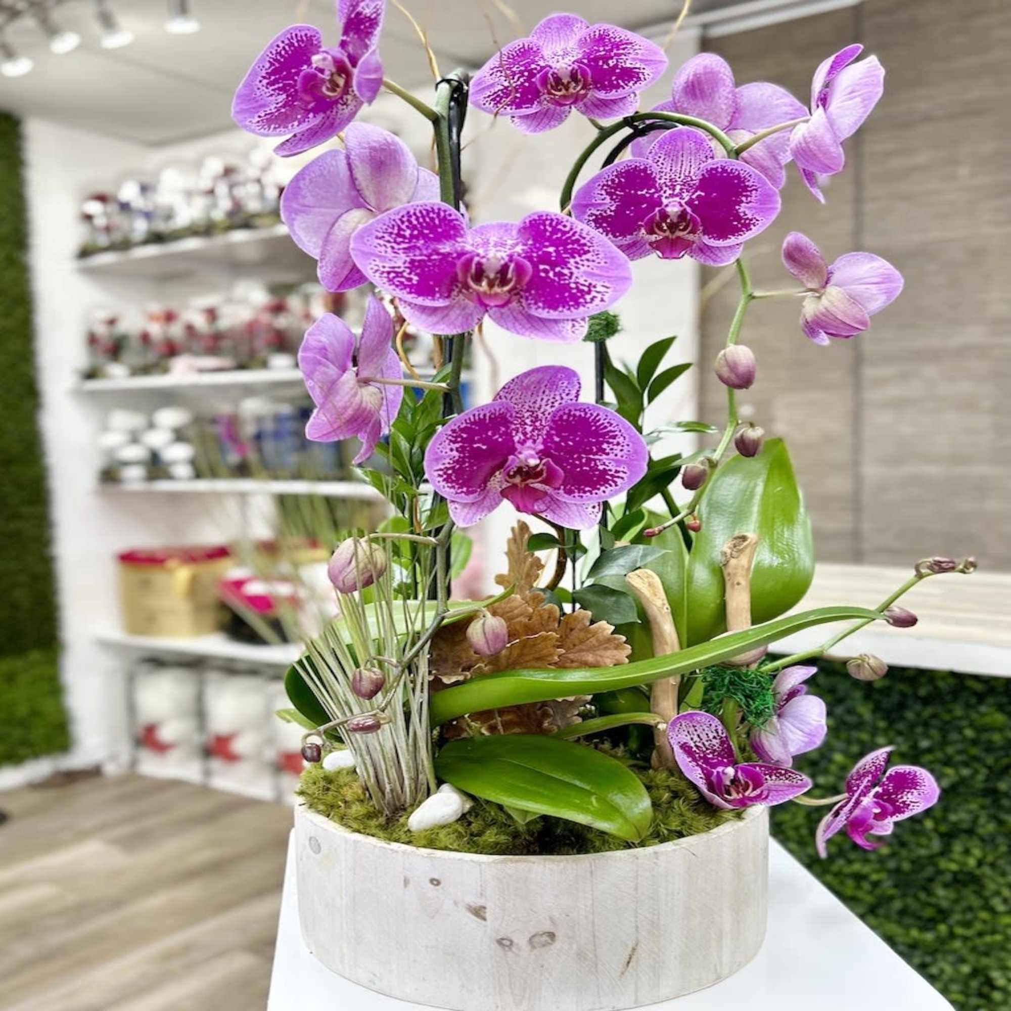 Phalaenopsis Twin Stems Orchid Plant: Beautiful Twin orchids in a clear vase/wooden