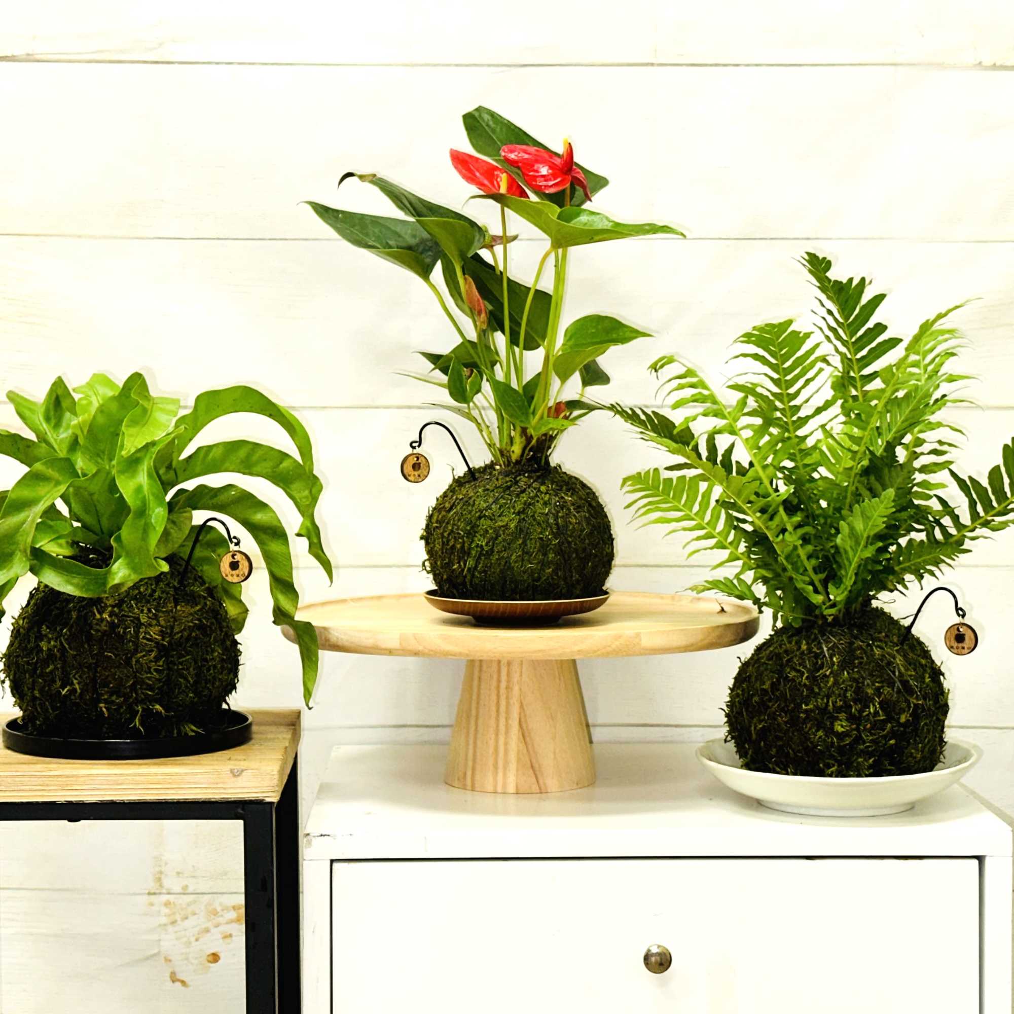 These locally grown, popular Kokedama plants stand approximately 12 inches tall and