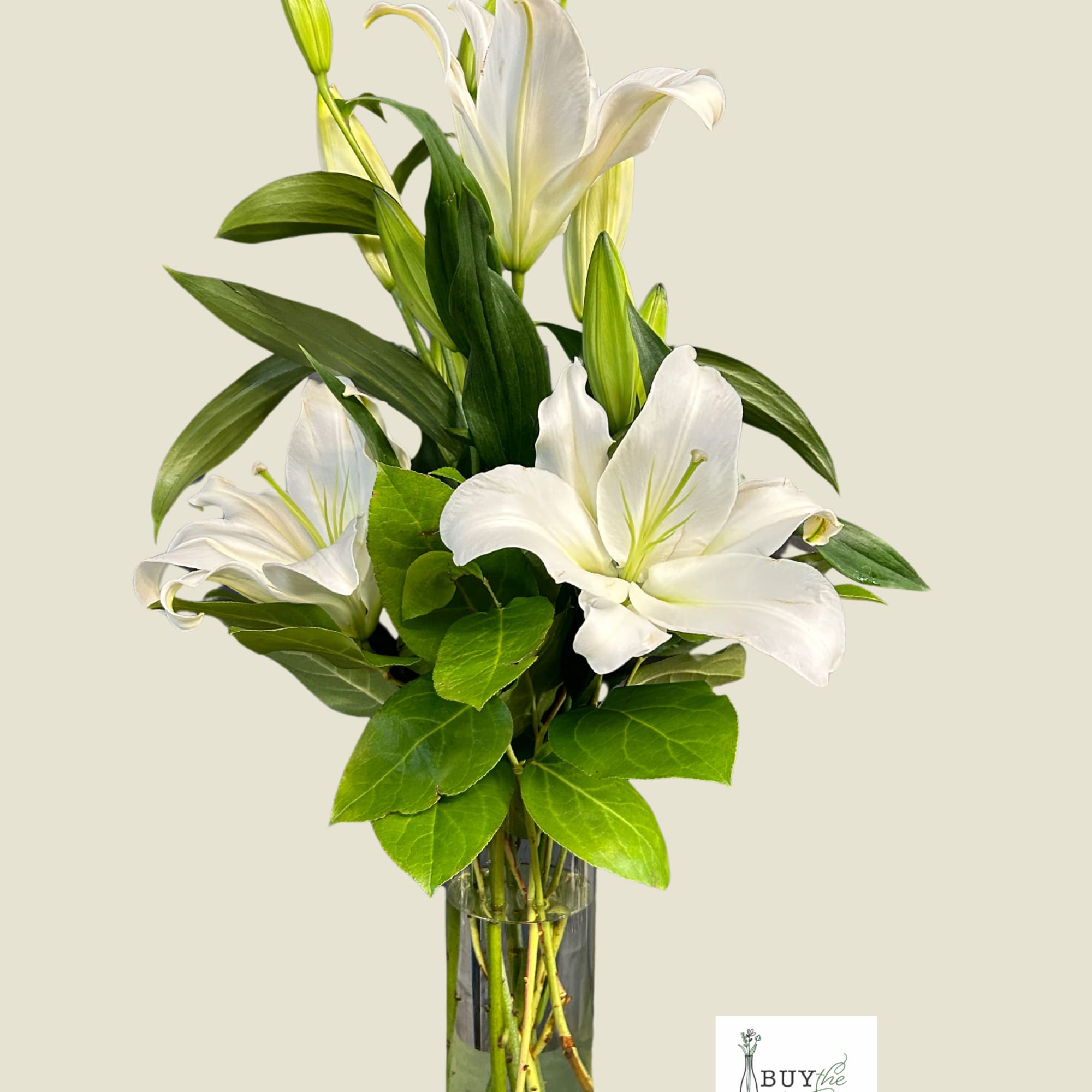 White Oriential Lilies designed in a cylinder vase with assisted greens. 