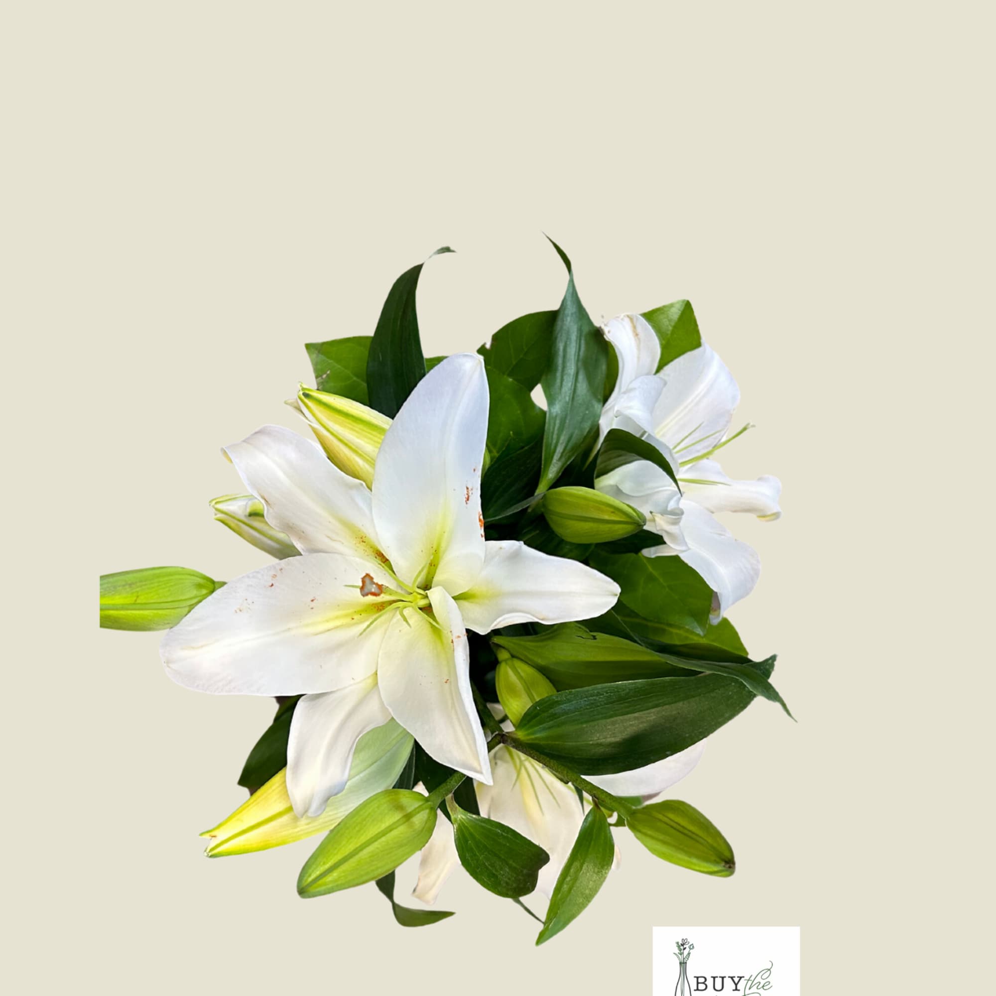 White Oriential Lilies designed in a cylinder vase with assisted greens. 