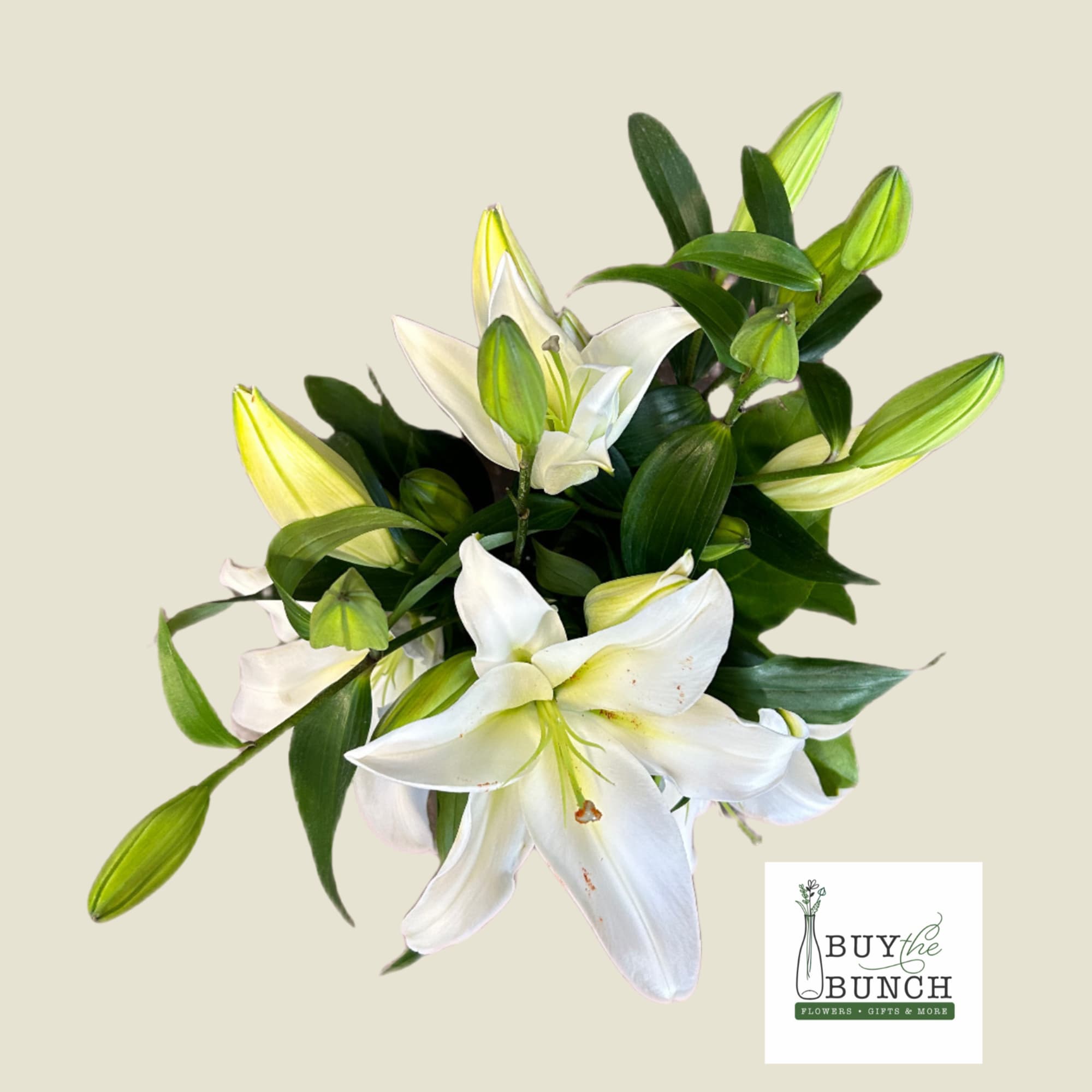 White Oriential Lilies designed in a cylinder vase with assisted greens. 