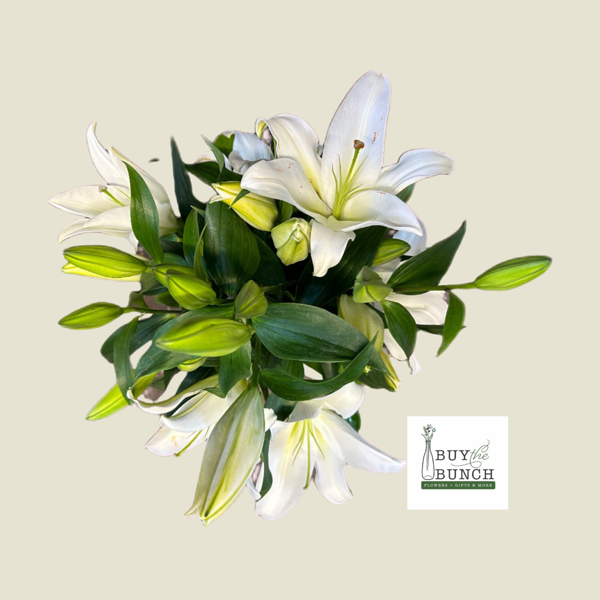 White Oriential Lilies designed in a cylinder vase with assisted greens. 