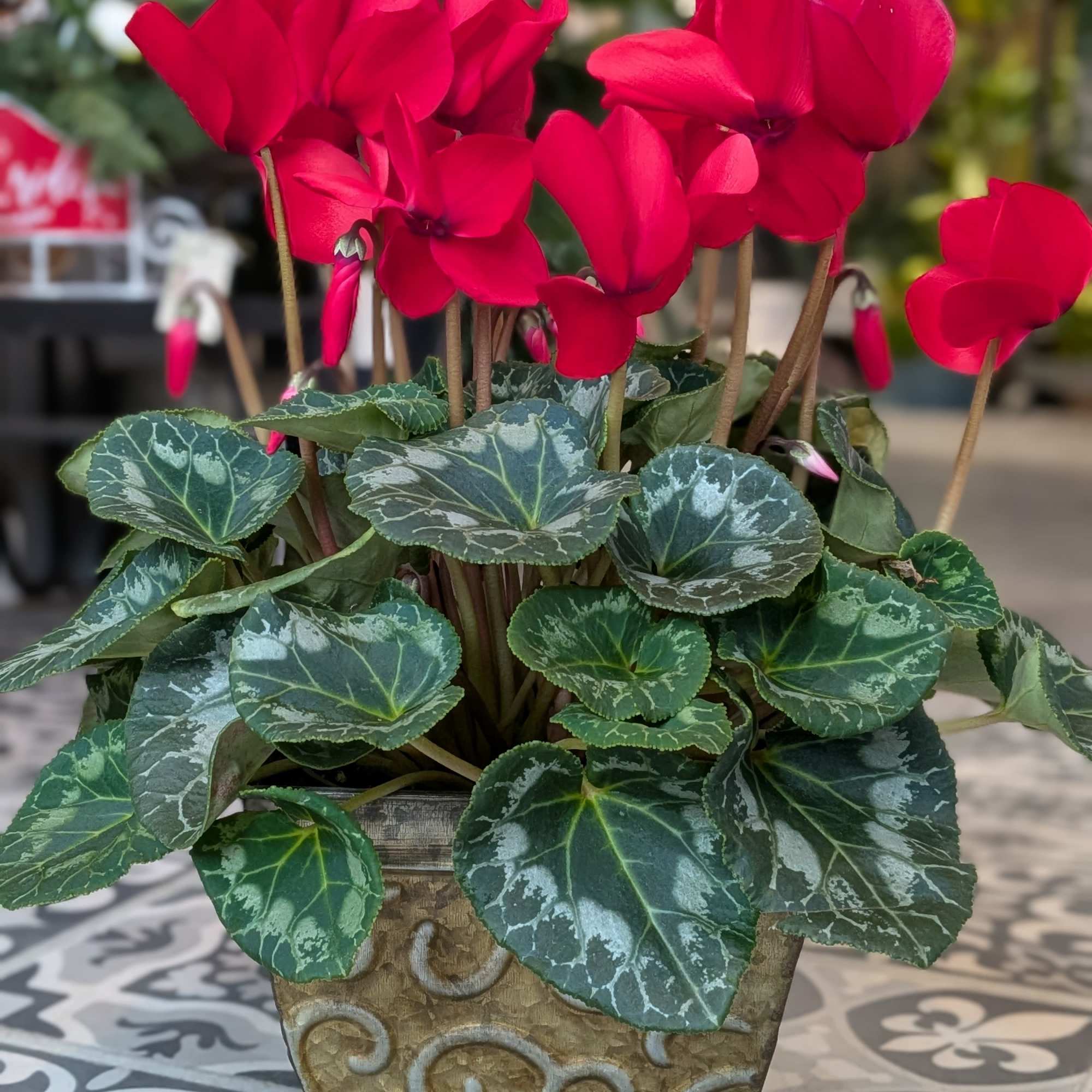 6&quot; plant in tin. Plant and tin color may vary.