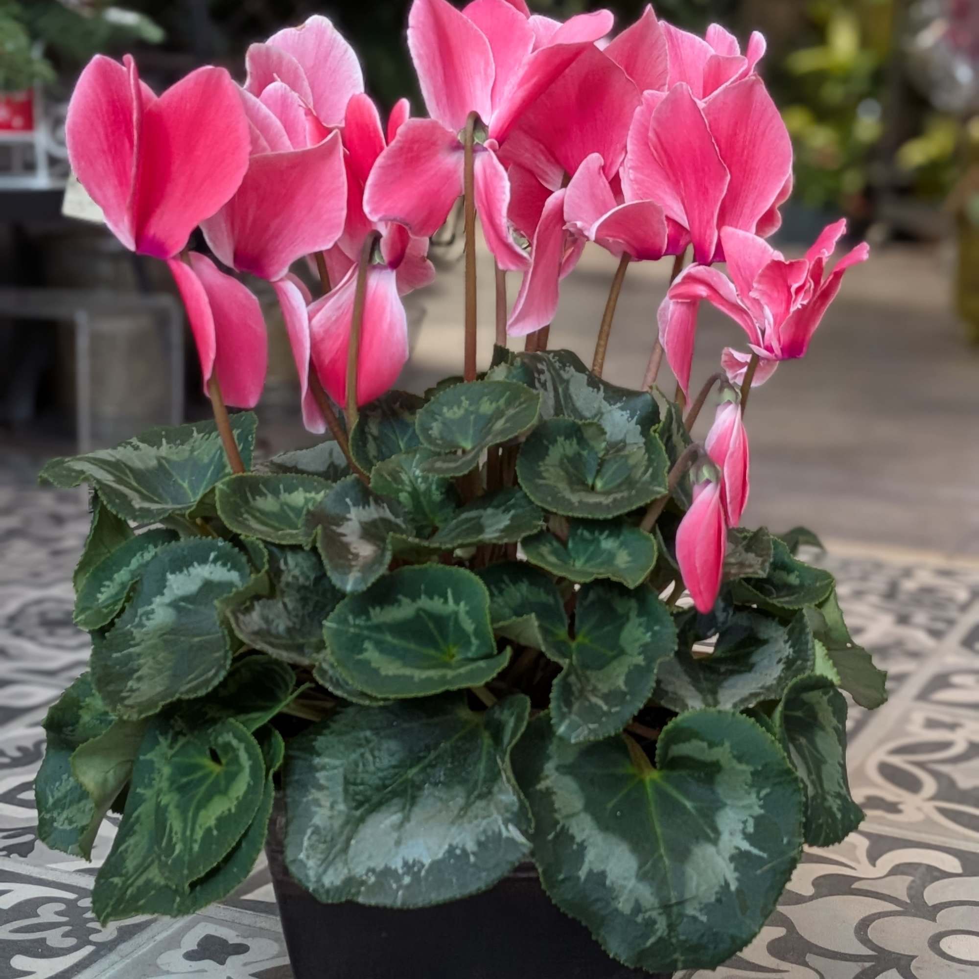 6&quot; plant in tin. Plant and tin color may vary.