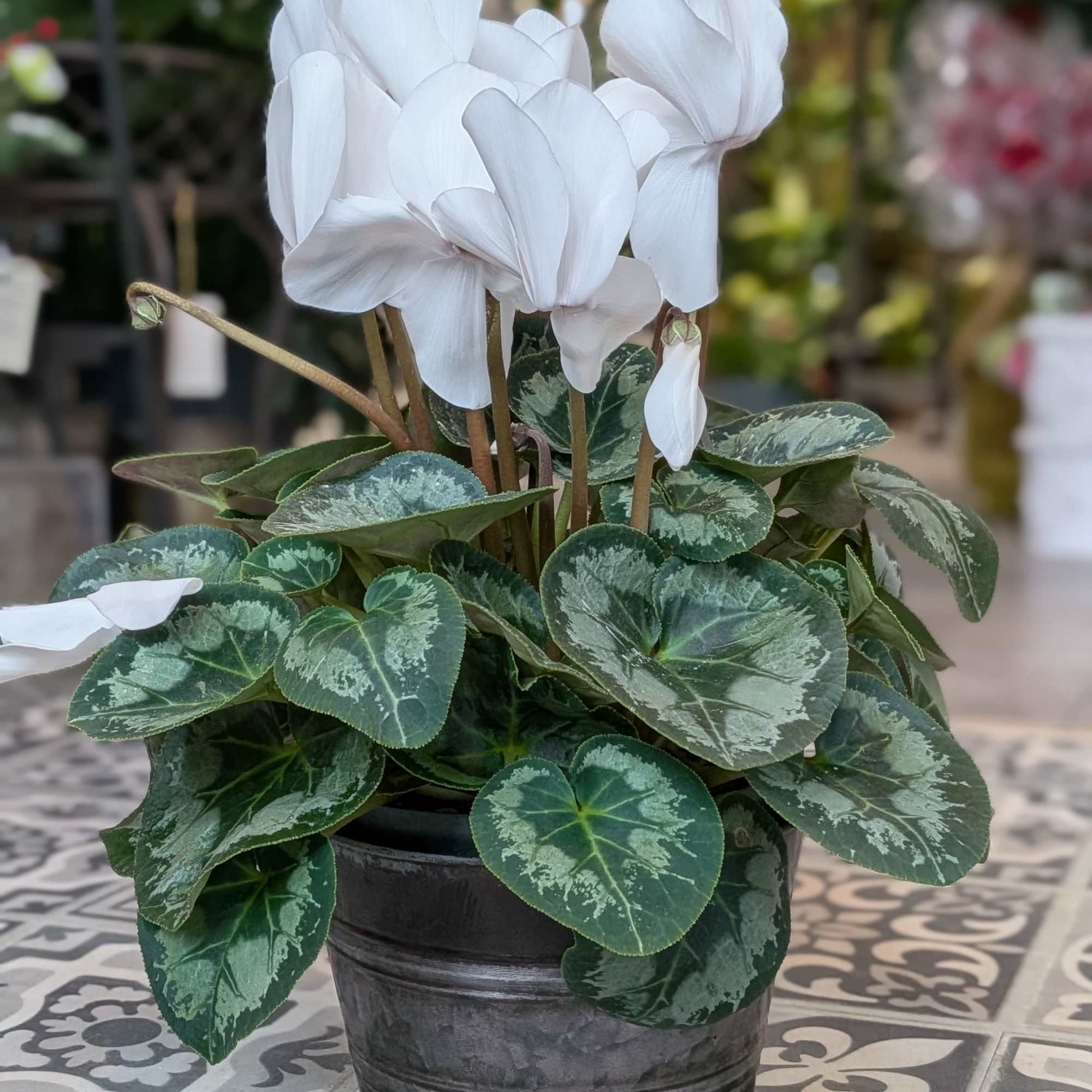 6&quot; plant in tin. Plant and tin color may vary.