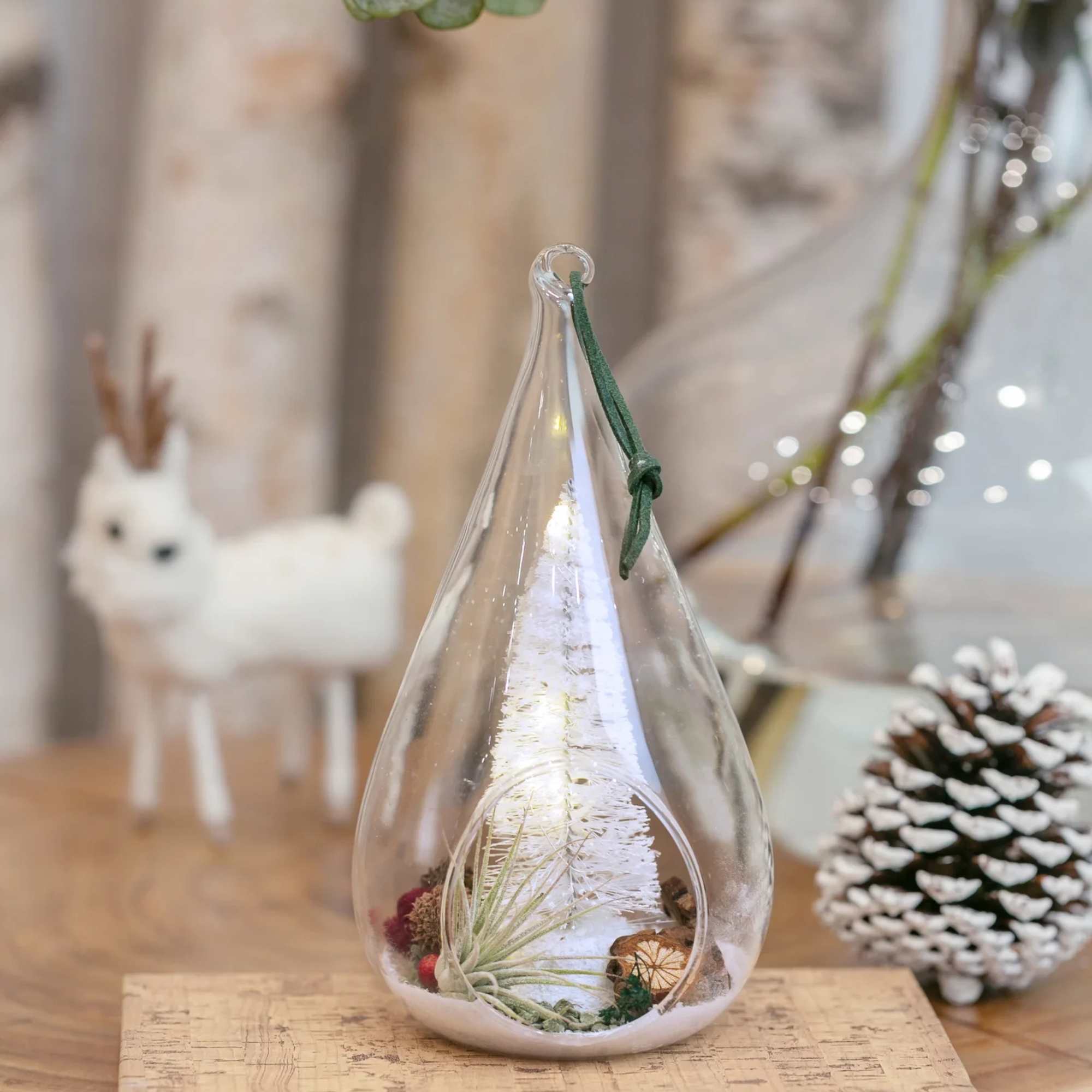 Introducing Holiday Morning - a stunning light-up ornament with an air plant