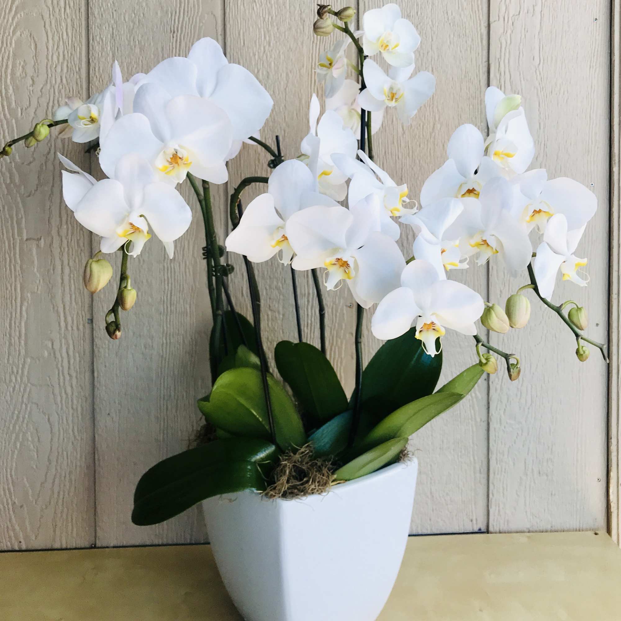 2 double purple orchids in a ceramic pot.