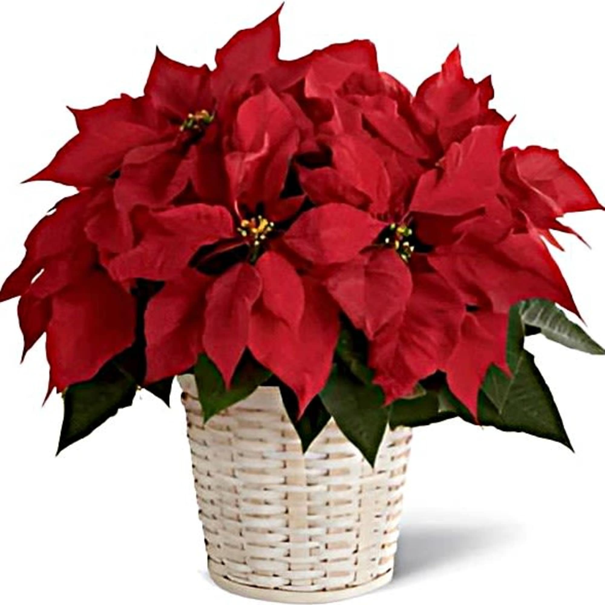 A holiday favorite!   We place our poinsettias in a basket