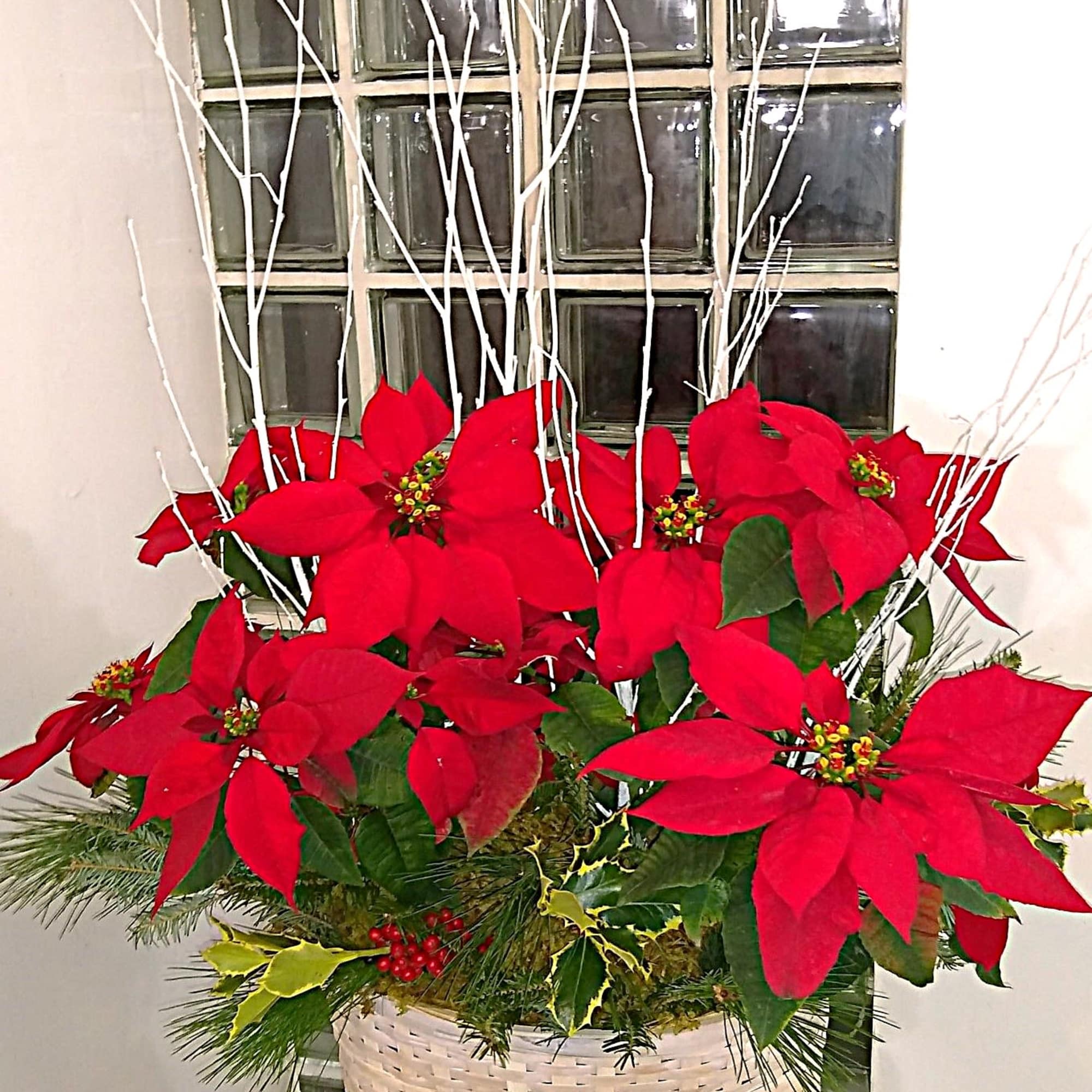 A holiday favorite!   We place our poinsettias in a basket