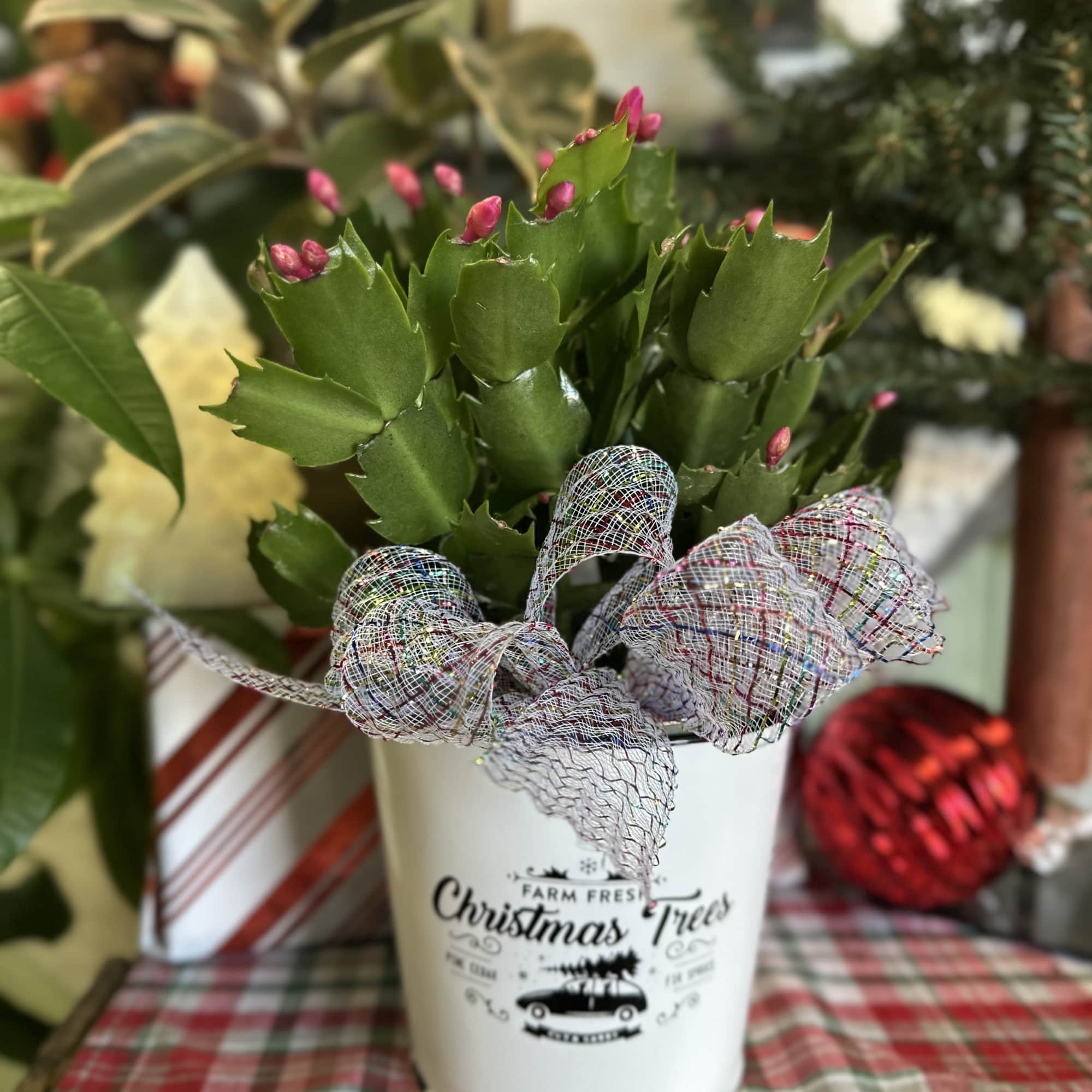 Celebrate the season with our Christmas Cactus, featuring vibrant winter blooms and