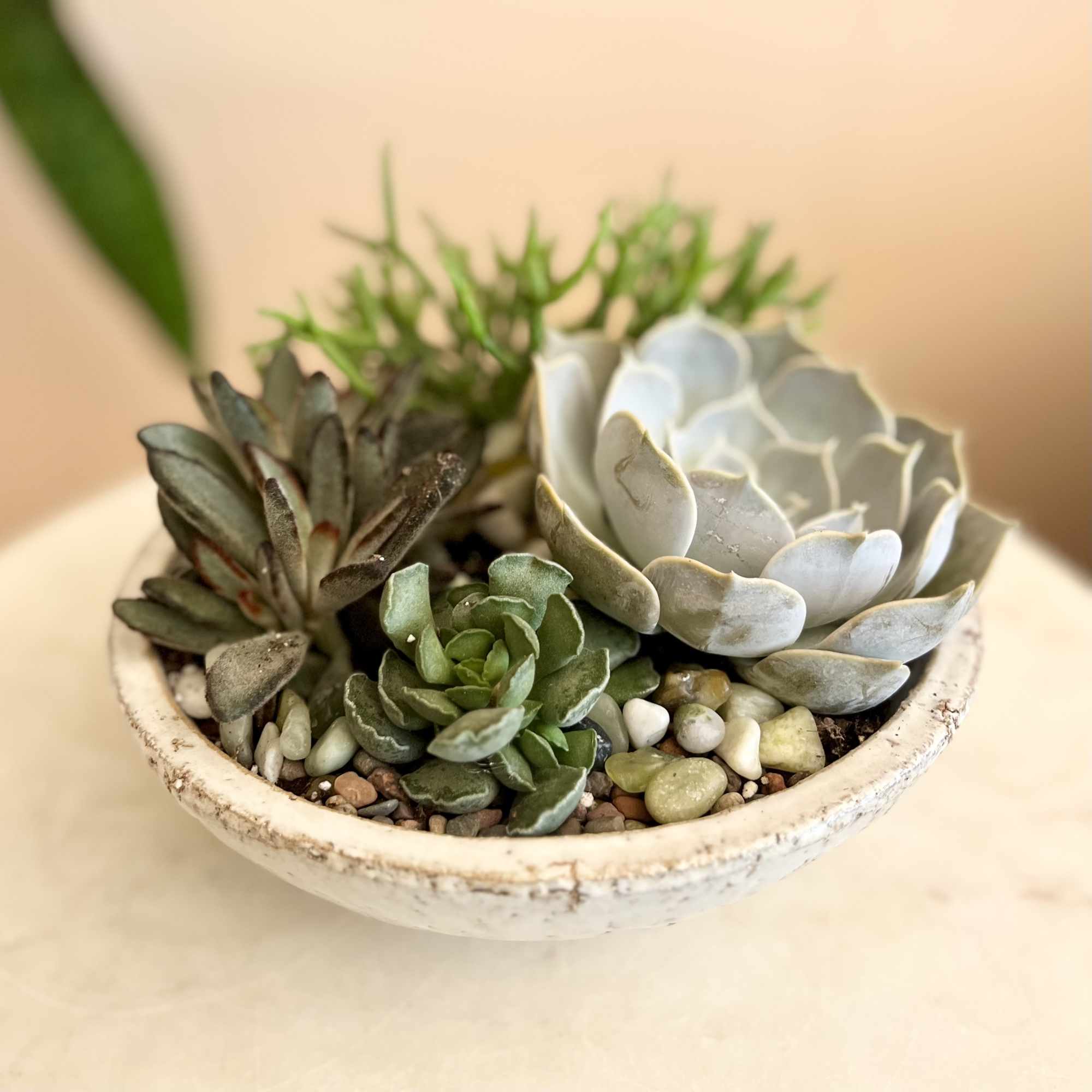 A mix of succulents, rocks, and seasonal touches for a very natural