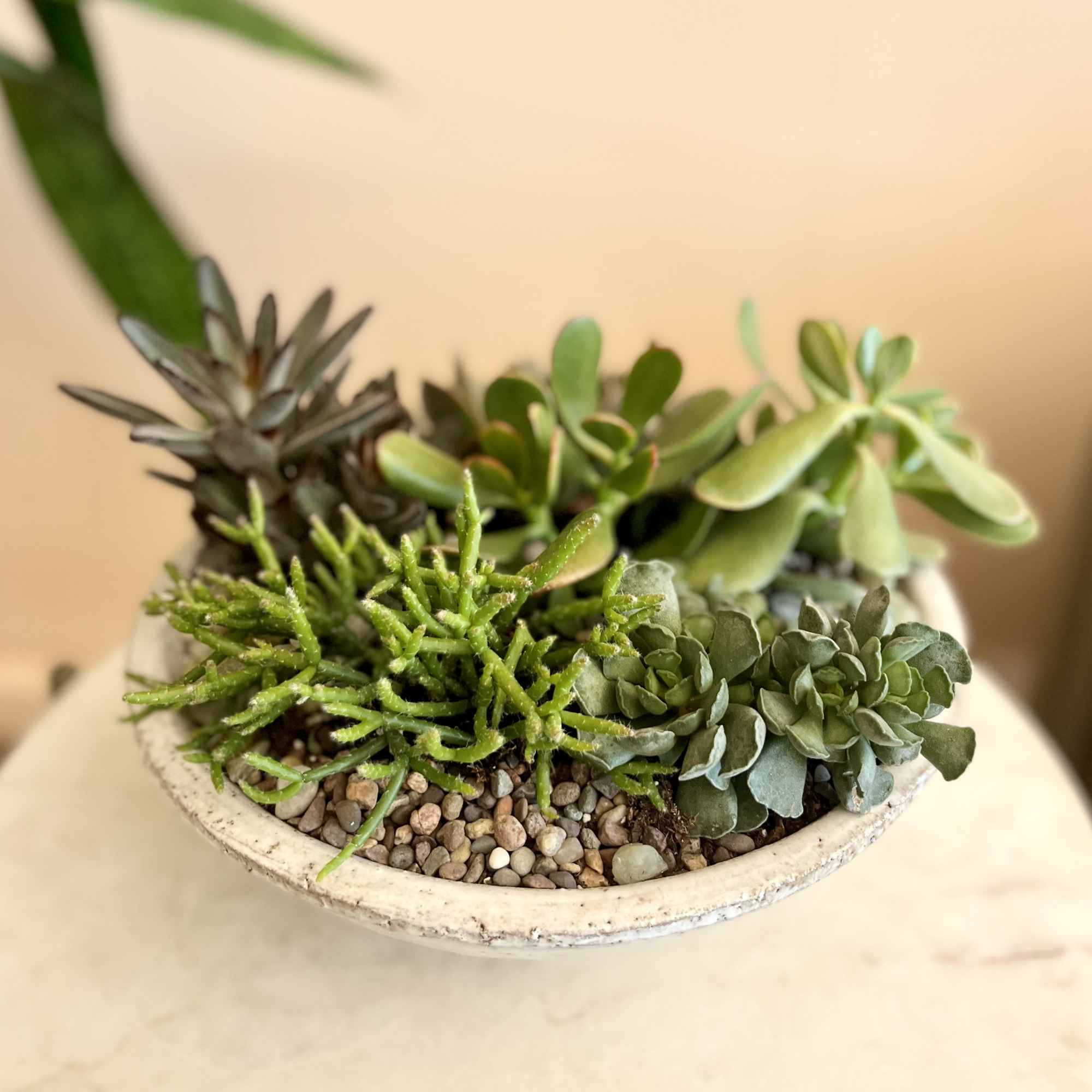 A mix of succulents, rocks, and seasonal touches for a very natural