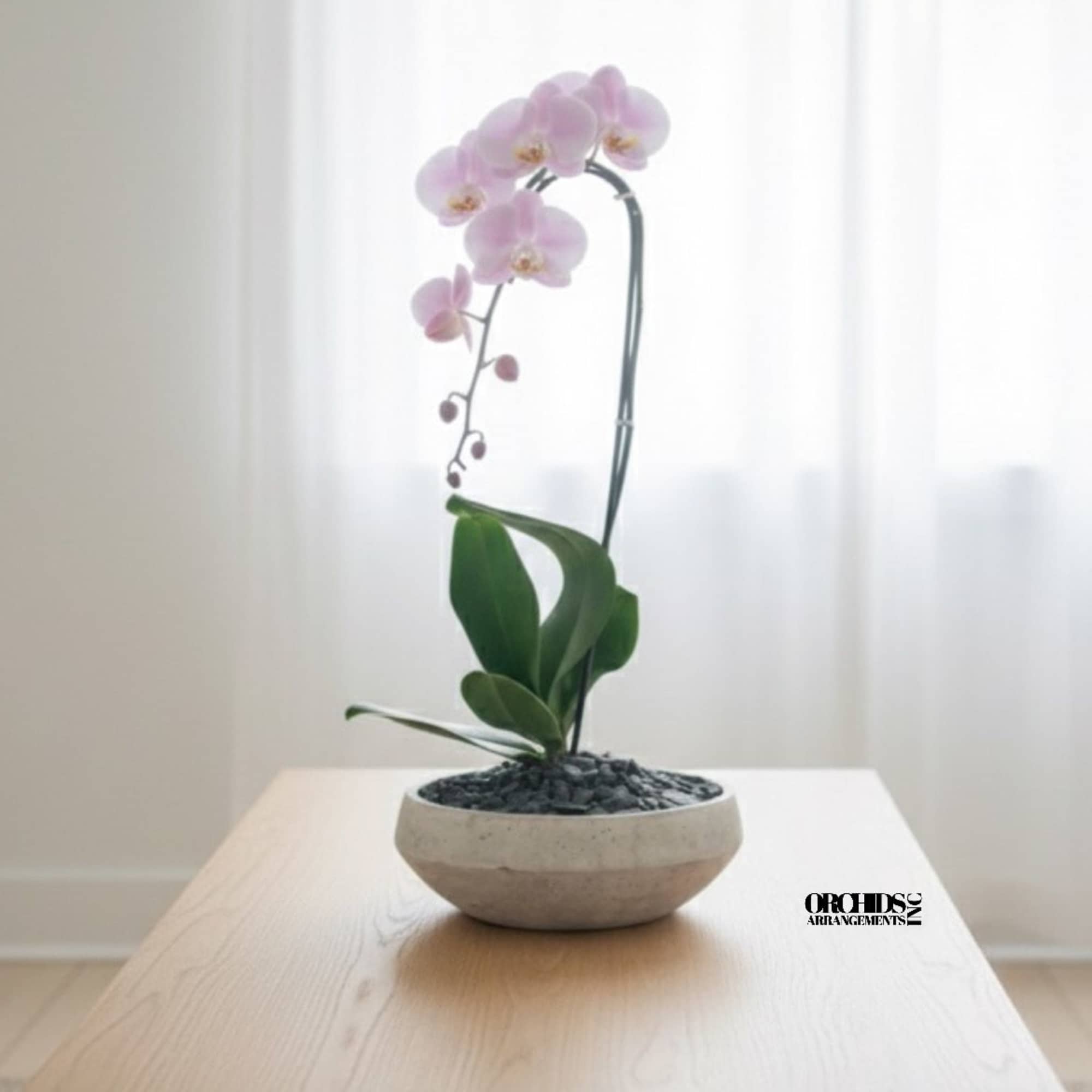 A high quality Single pink orchid arrangement with a vase 9" D