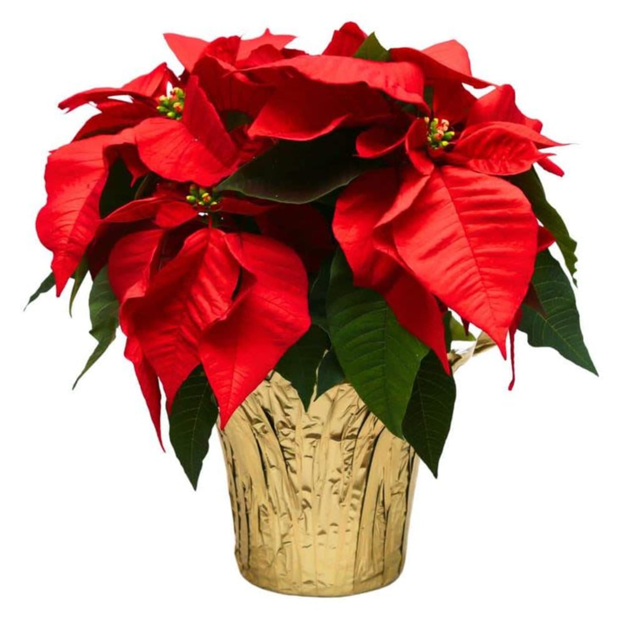 Happy Holidays! A classic holiday plant, the poinsettia plants vibrant color brings