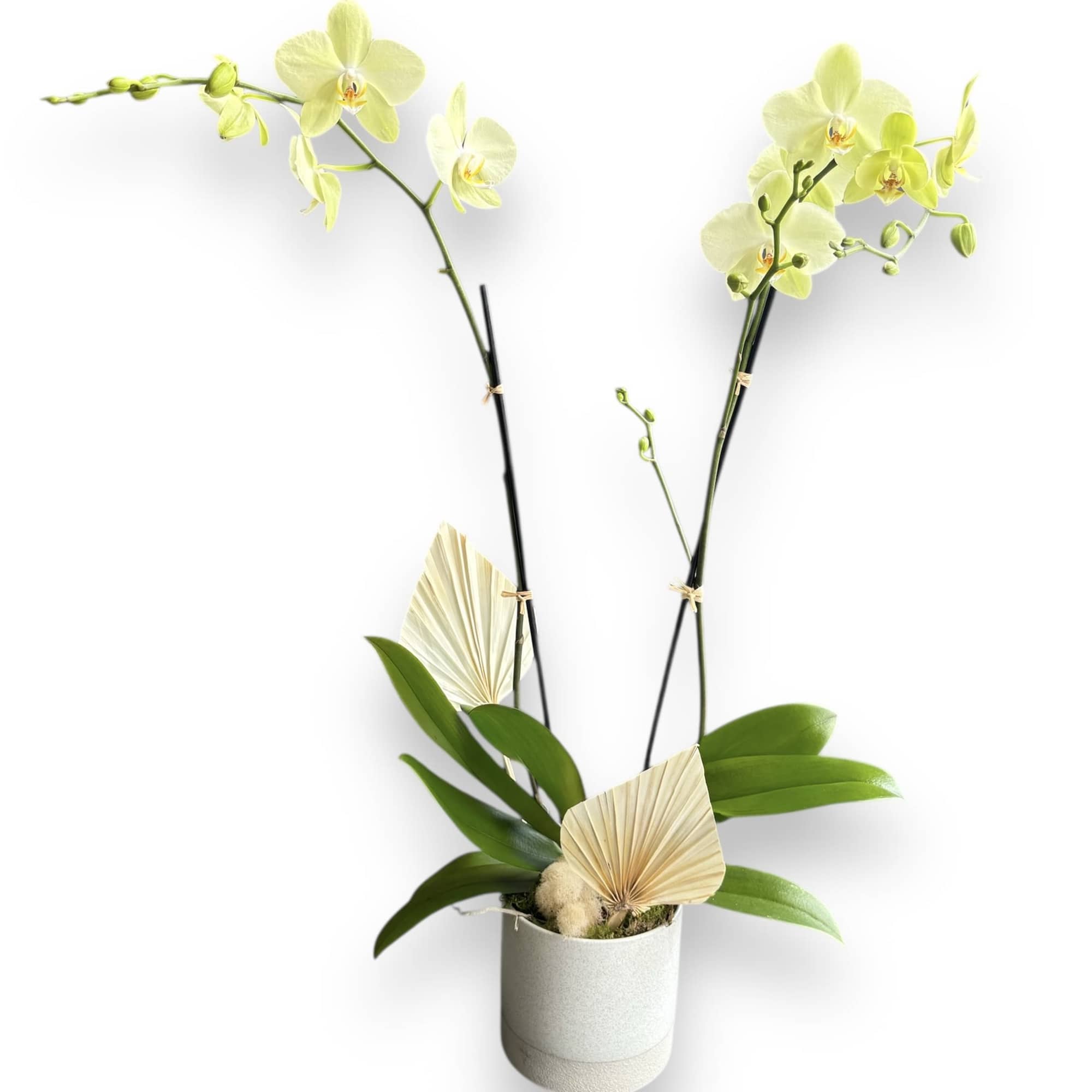 Fresh and bright. This gorgeous Phalaenopsis orchid is planted in an unique