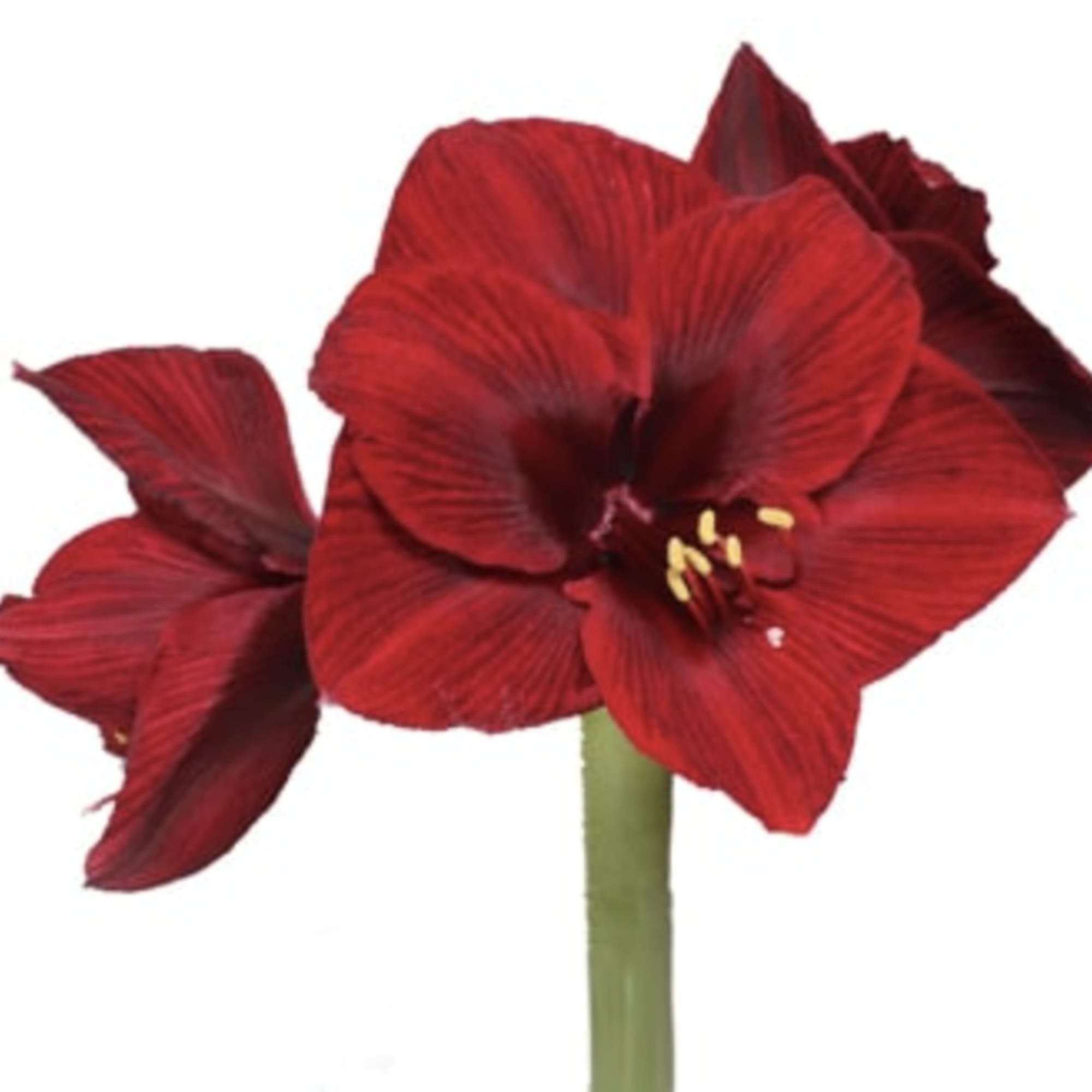 These are so beautiful and so holiday special. They come direct to