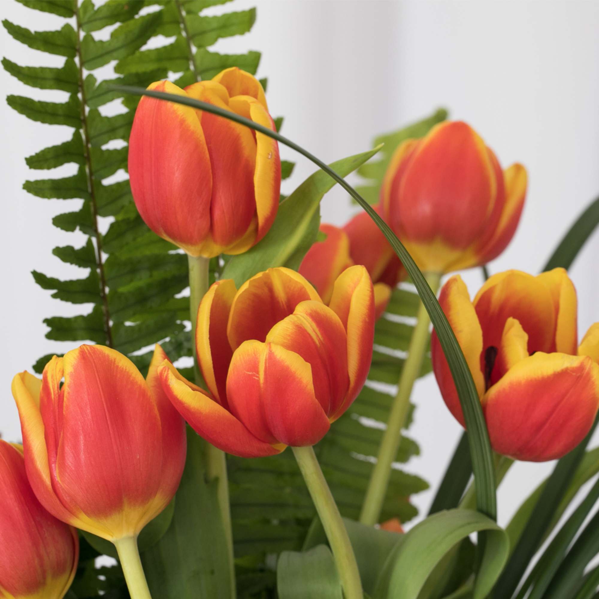 Tulip fans, here it is! This colorful contemporary design featuring the popular
