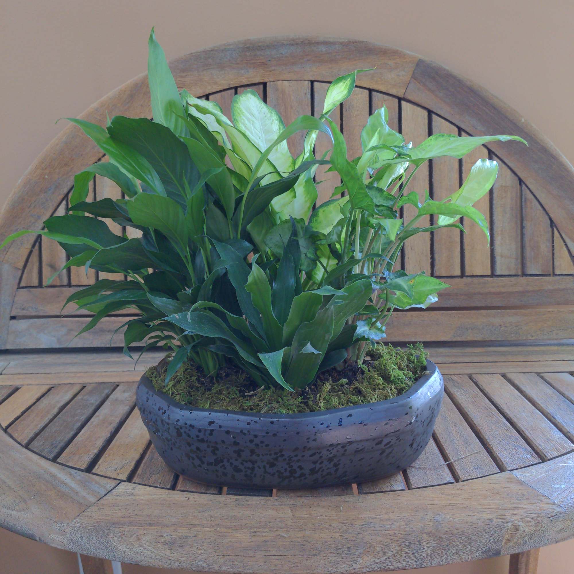 Dish Garden In Ceramic container. Plants &amp; Container may verify.

May Be Different