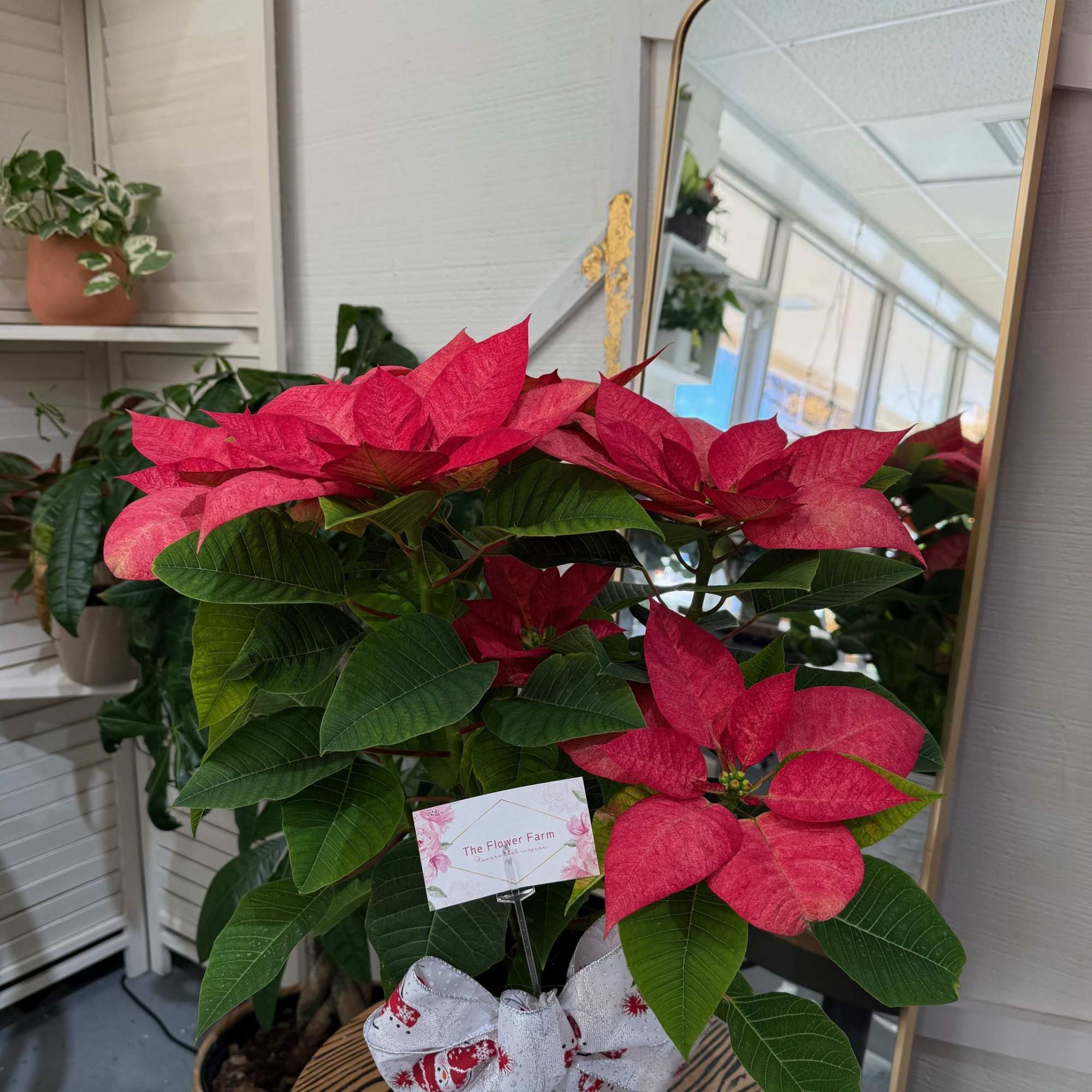 A timeless holiday favorite&mdash;our Merry &amp; Bright Poinsettia comes beautifully set in