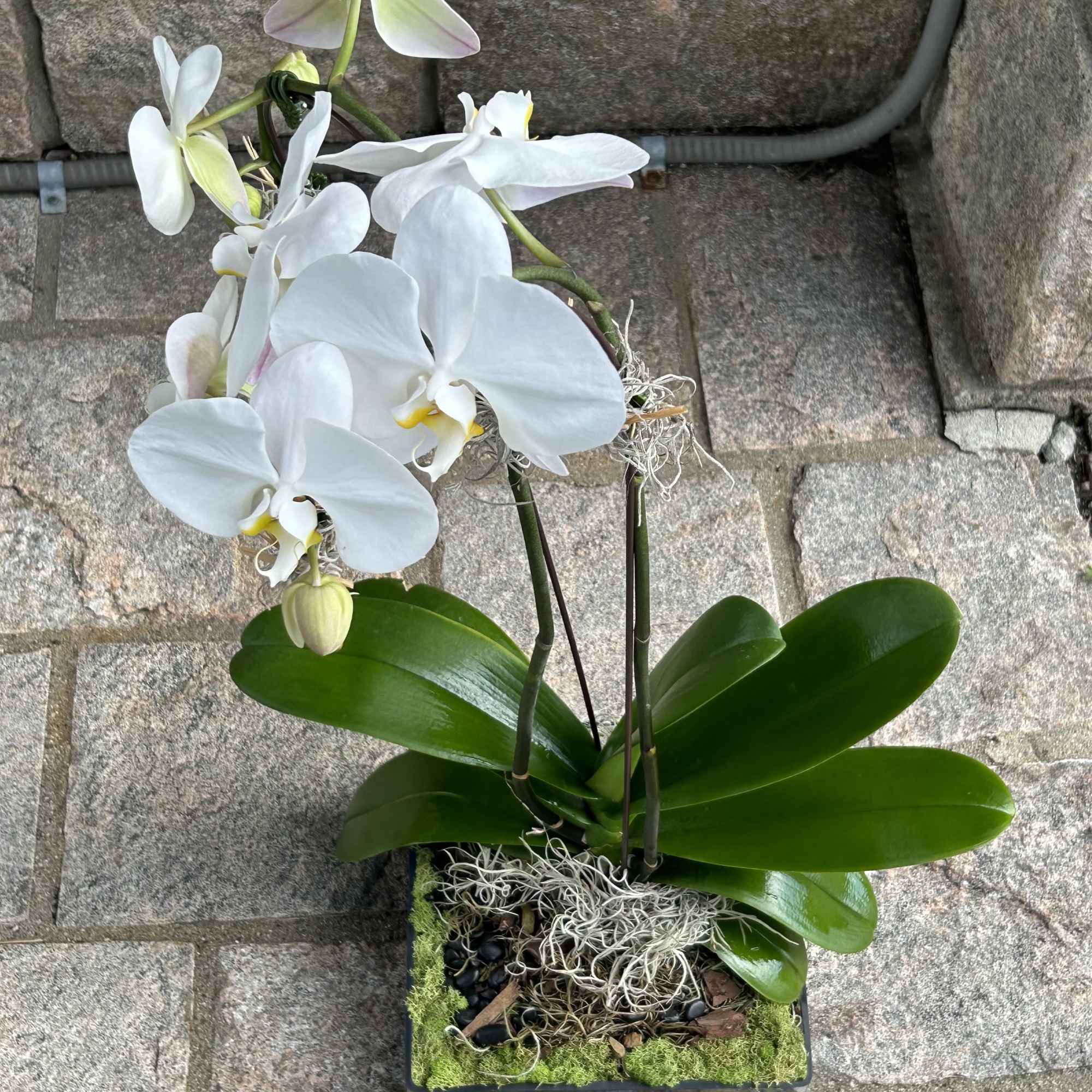 Pink Pledge product!  A beautiful and classic single stem white or