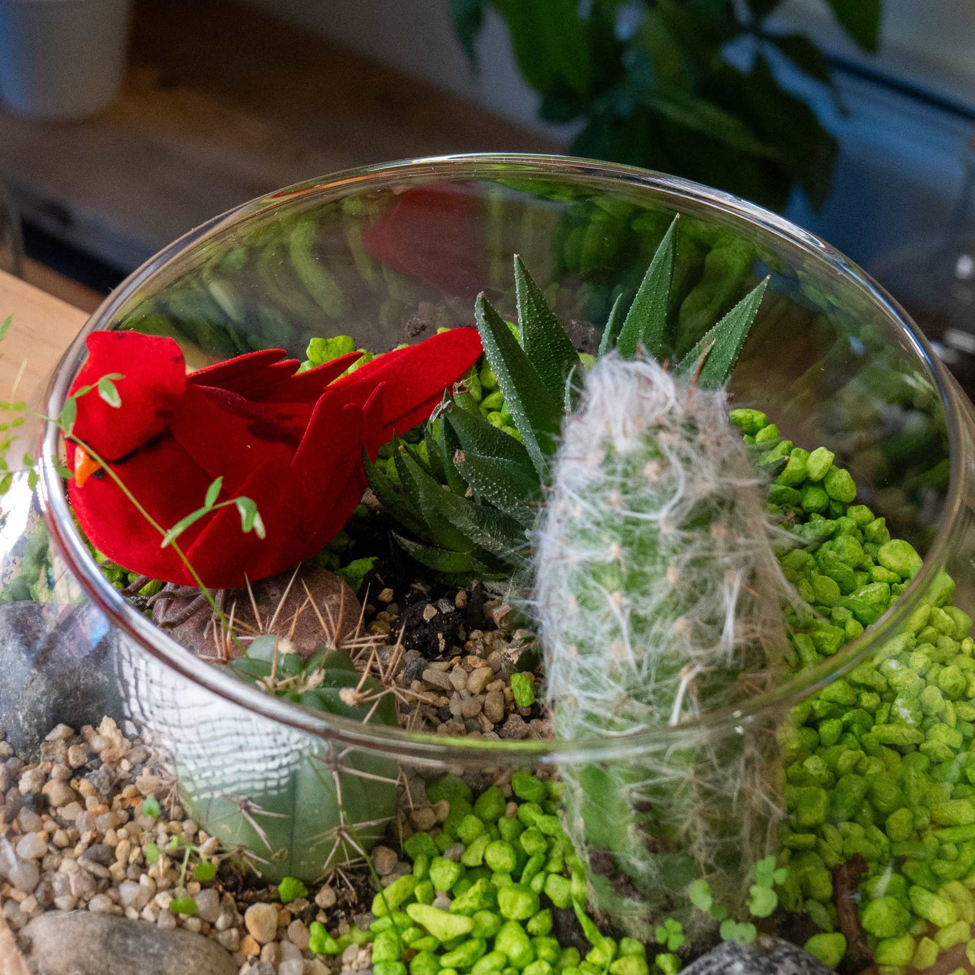 A Bowl  terrarium is a self-contained, miniature ecosystem inside a clear
