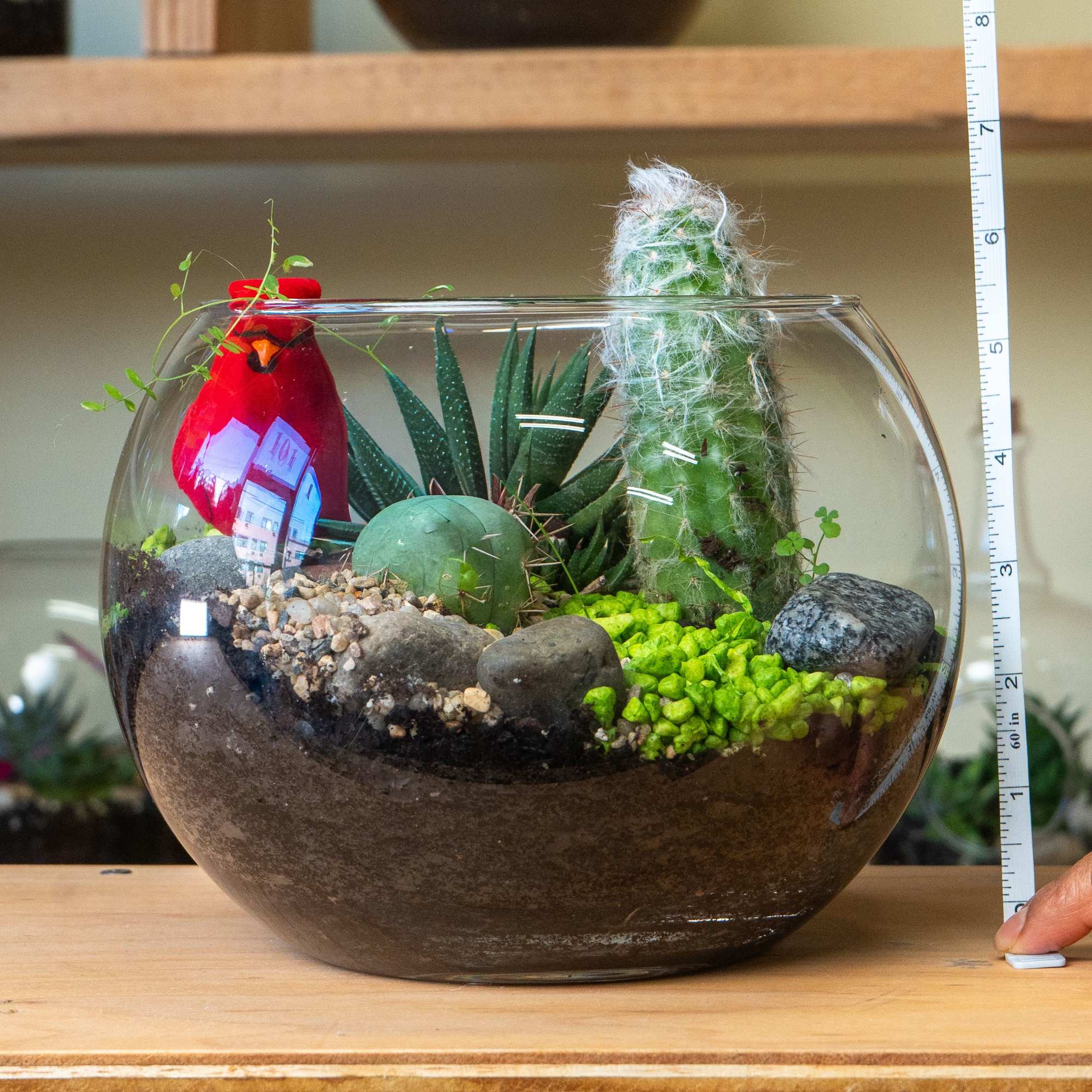 A Bowl  terrarium is a self-contained, miniature ecosystem inside a clear