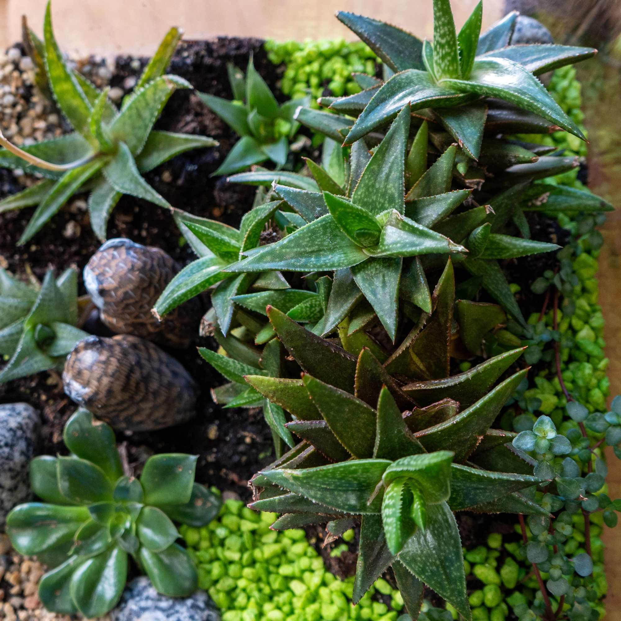  Cube terrarium is a self-contained, miniature ecosystem inside a clear glass