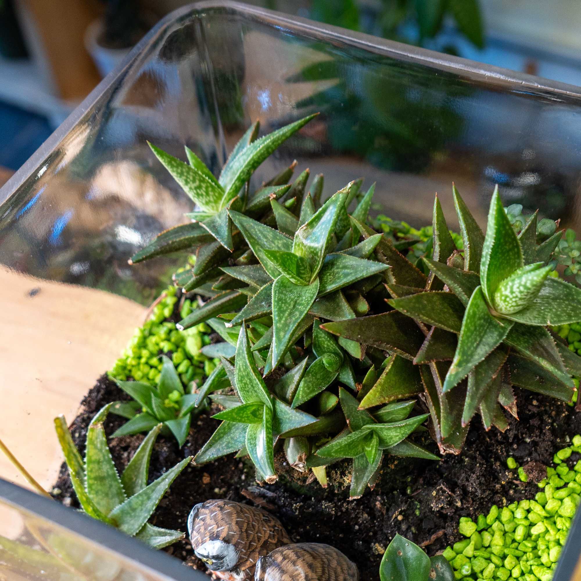  Cube terrarium is a self-contained, miniature ecosystem inside a clear glass