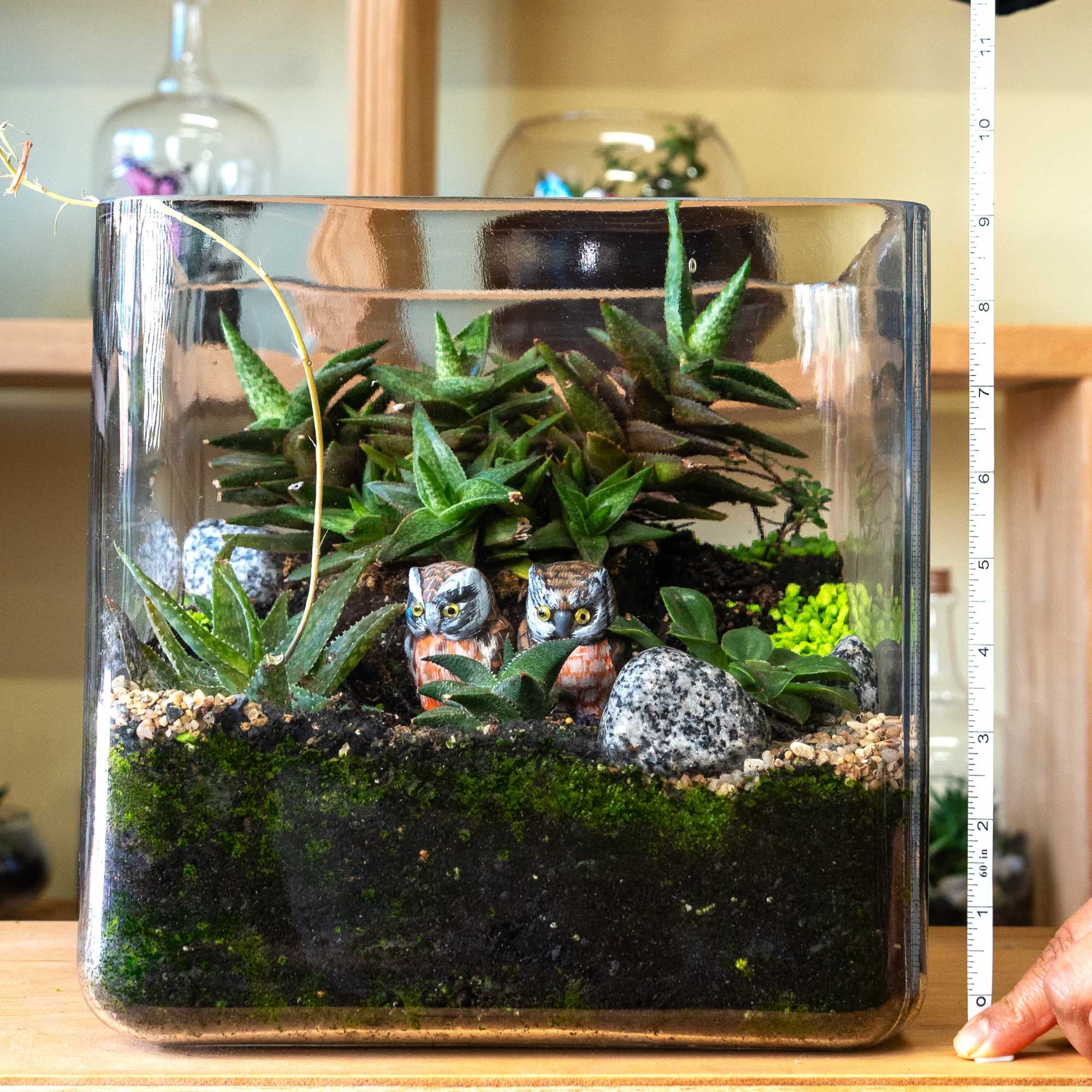  Cube terrarium is a self-contained, miniature ecosystem inside a clear glass