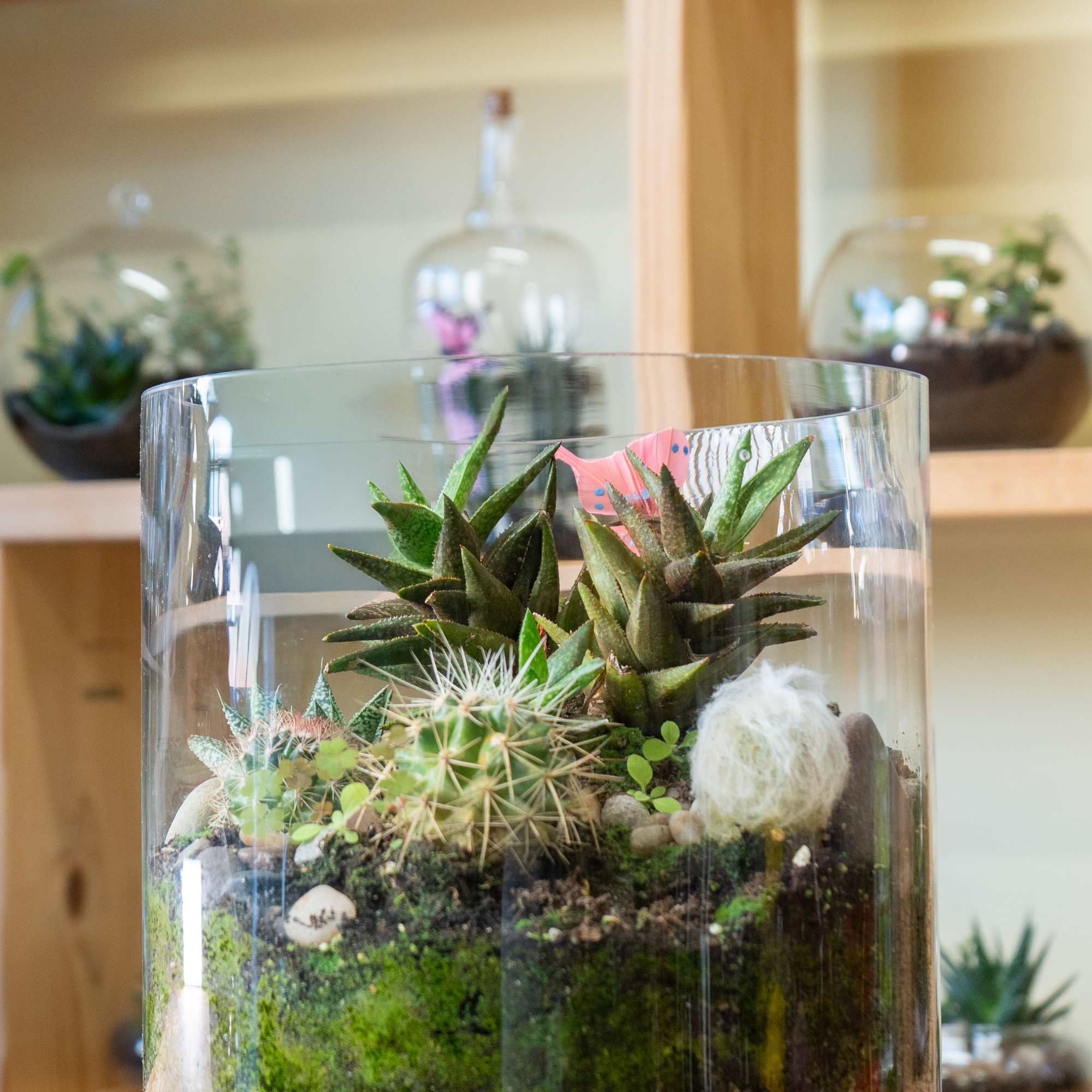 A Cylinder  terrarium is a self-contained, miniature ecosystem inside a clear