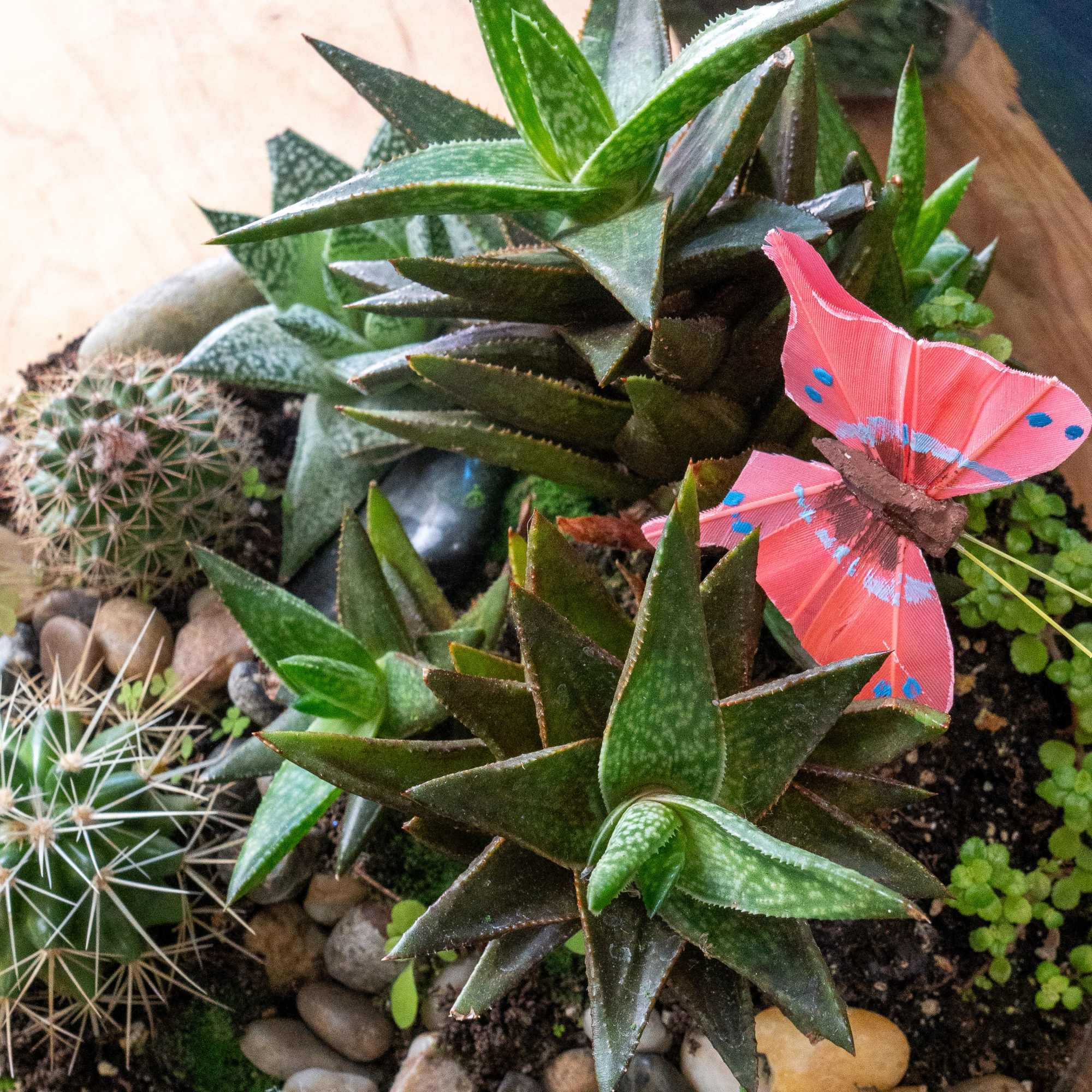 A Cylinder  terrarium is a self-contained, miniature ecosystem inside a clear