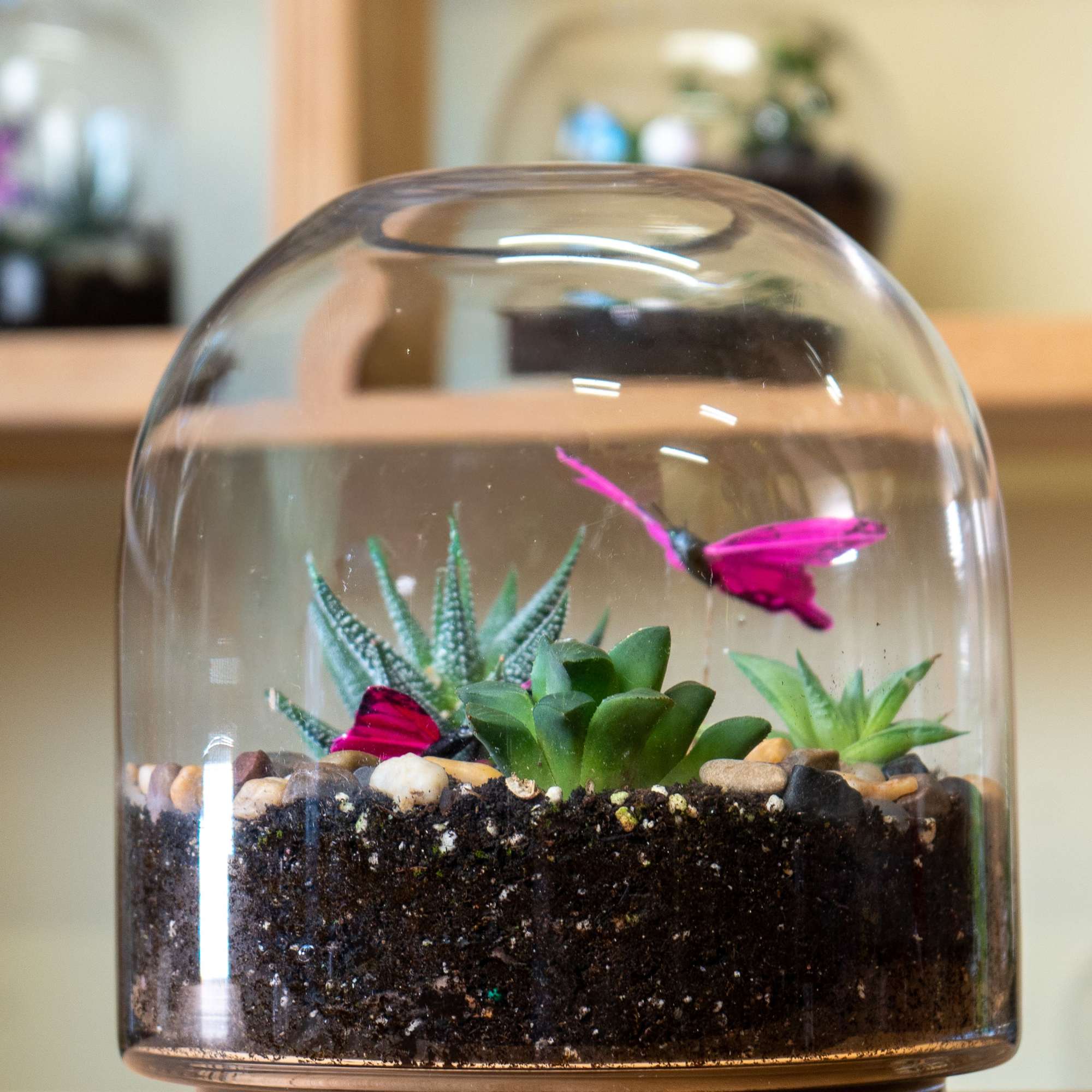 Dome terrarium is a self-contained, miniature ecosystem inside a clear glass container