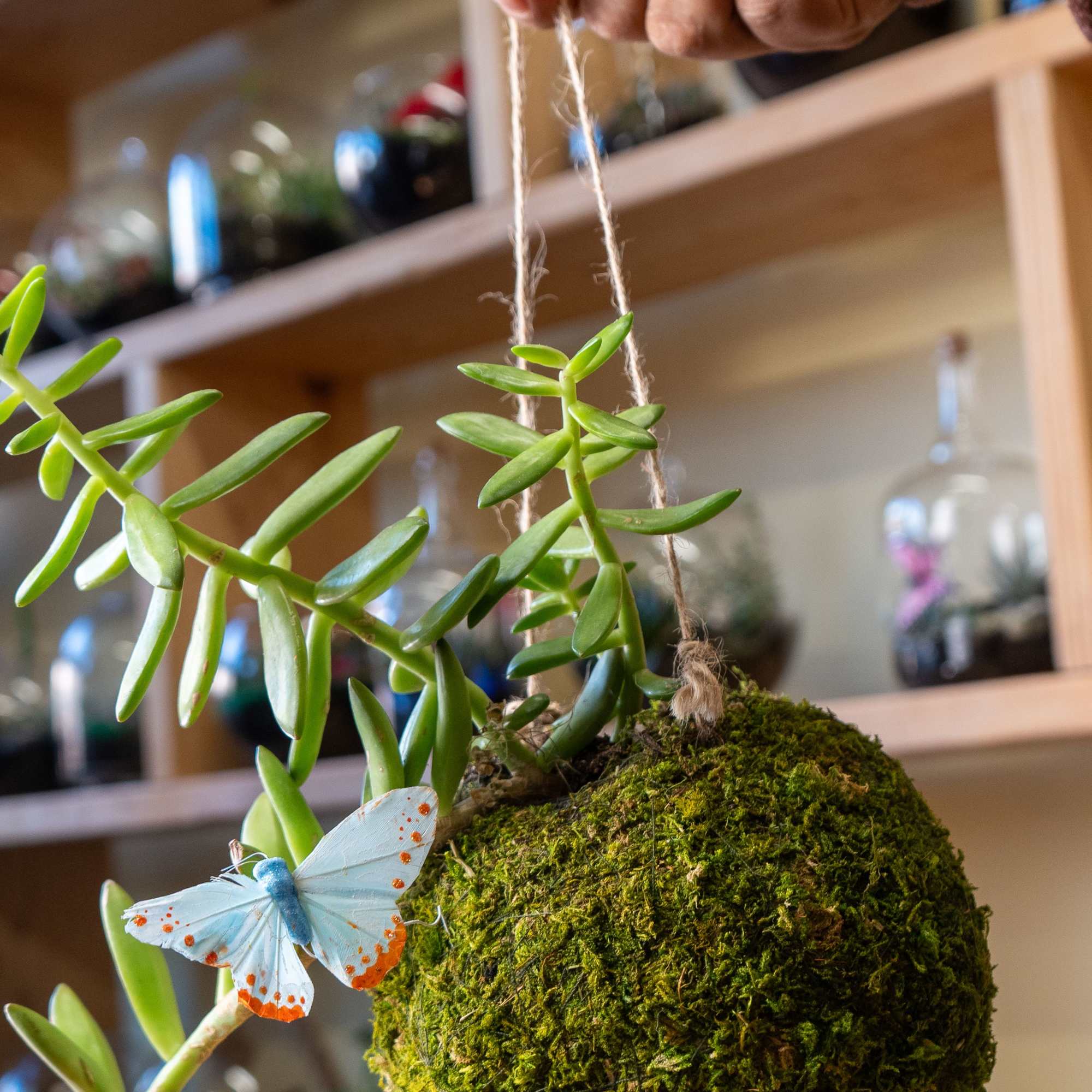 Kokedama is a Japanese art form where a plant's root ball is