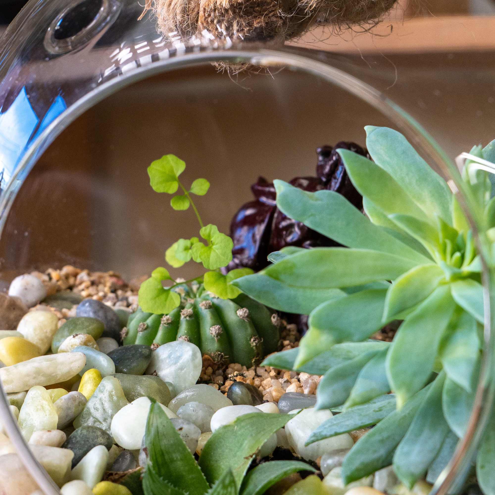 Hanging Terrarium self-contained, miniature ecosystem inside a clear glass container, often with