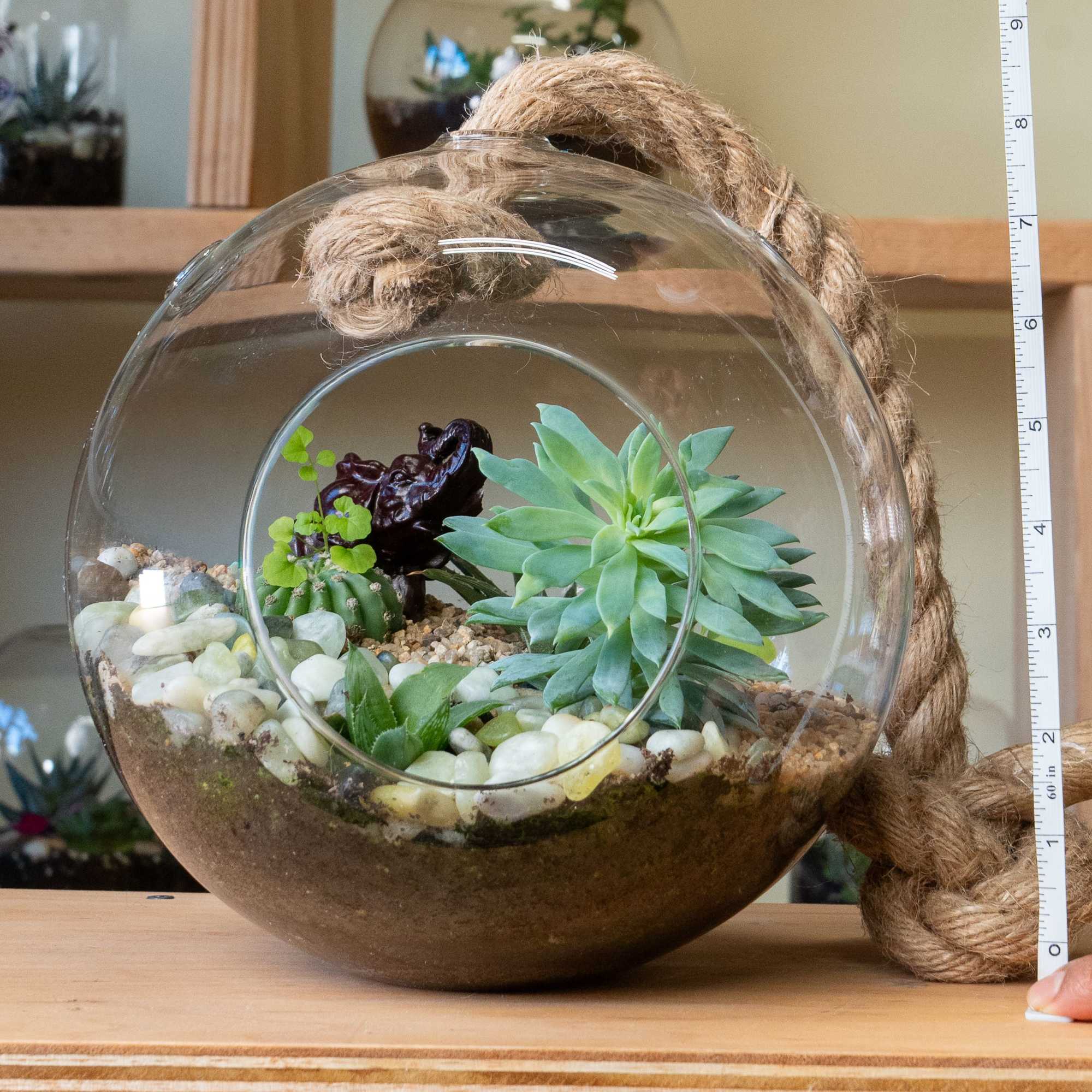 Hanging Terrarium self-contained, miniature ecosystem inside a clear glass container, often with