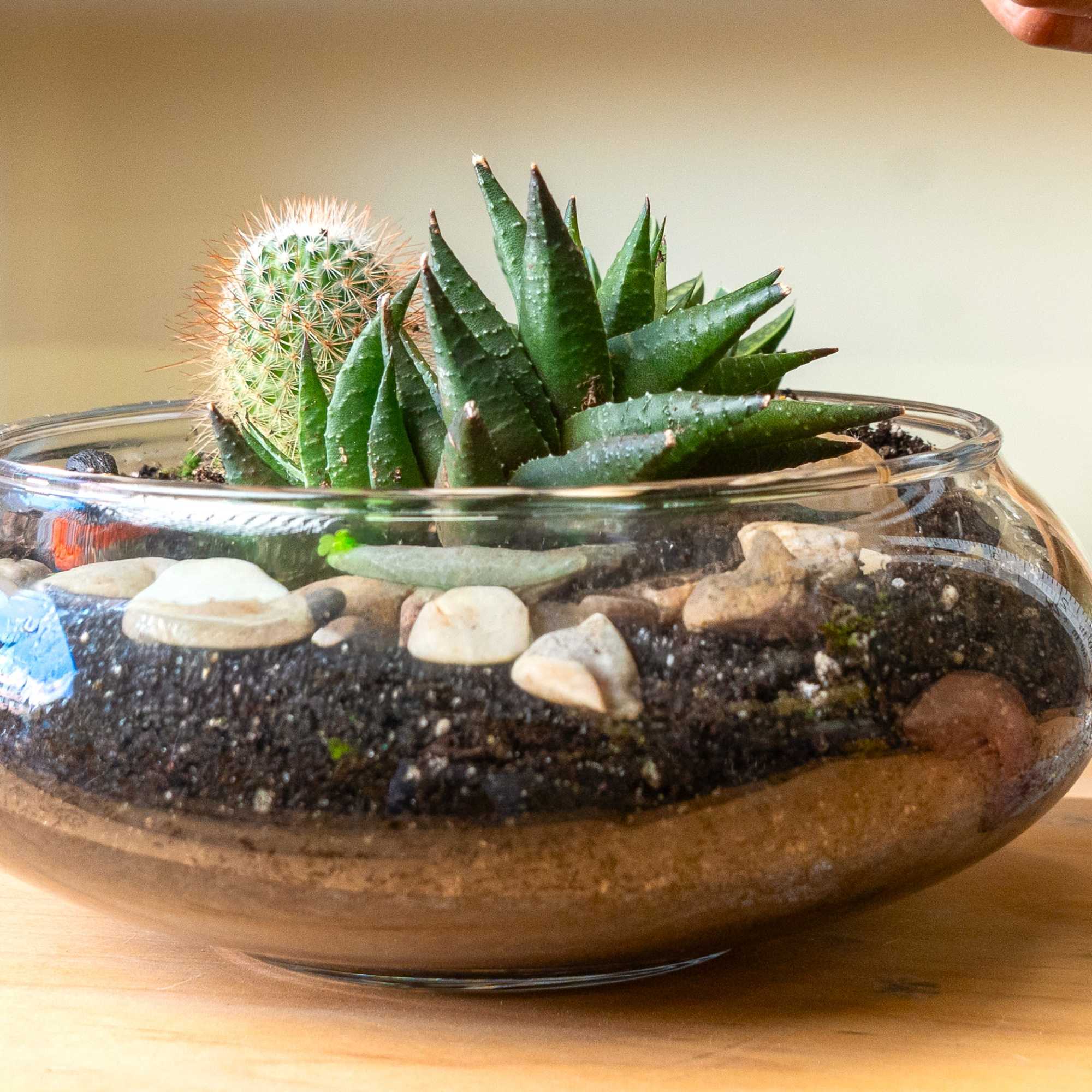 Self-contained, miniature ecosystem inside a clear glass container, often with a narrow