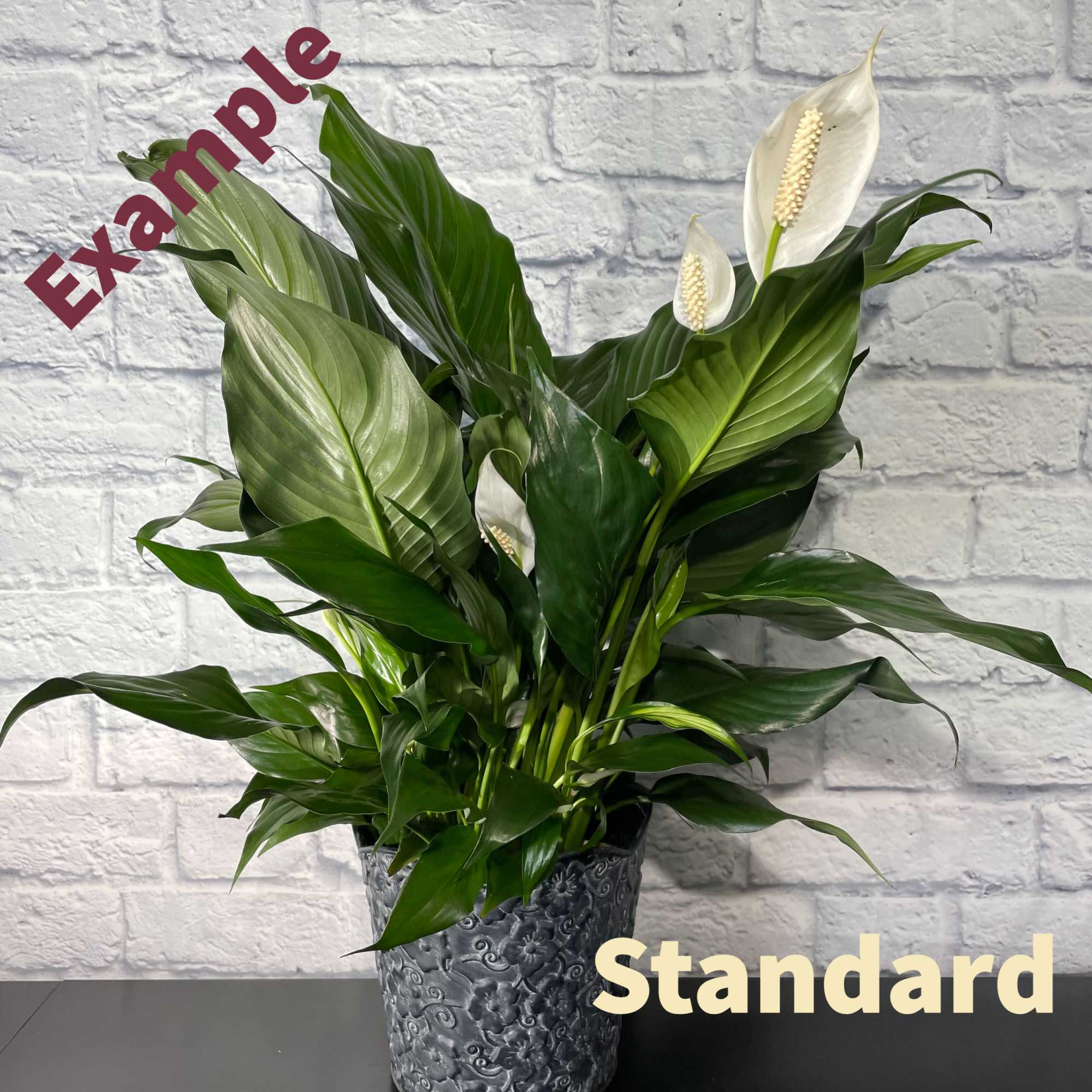 For STANDARD price, you can receive a 8 inch dish garden in