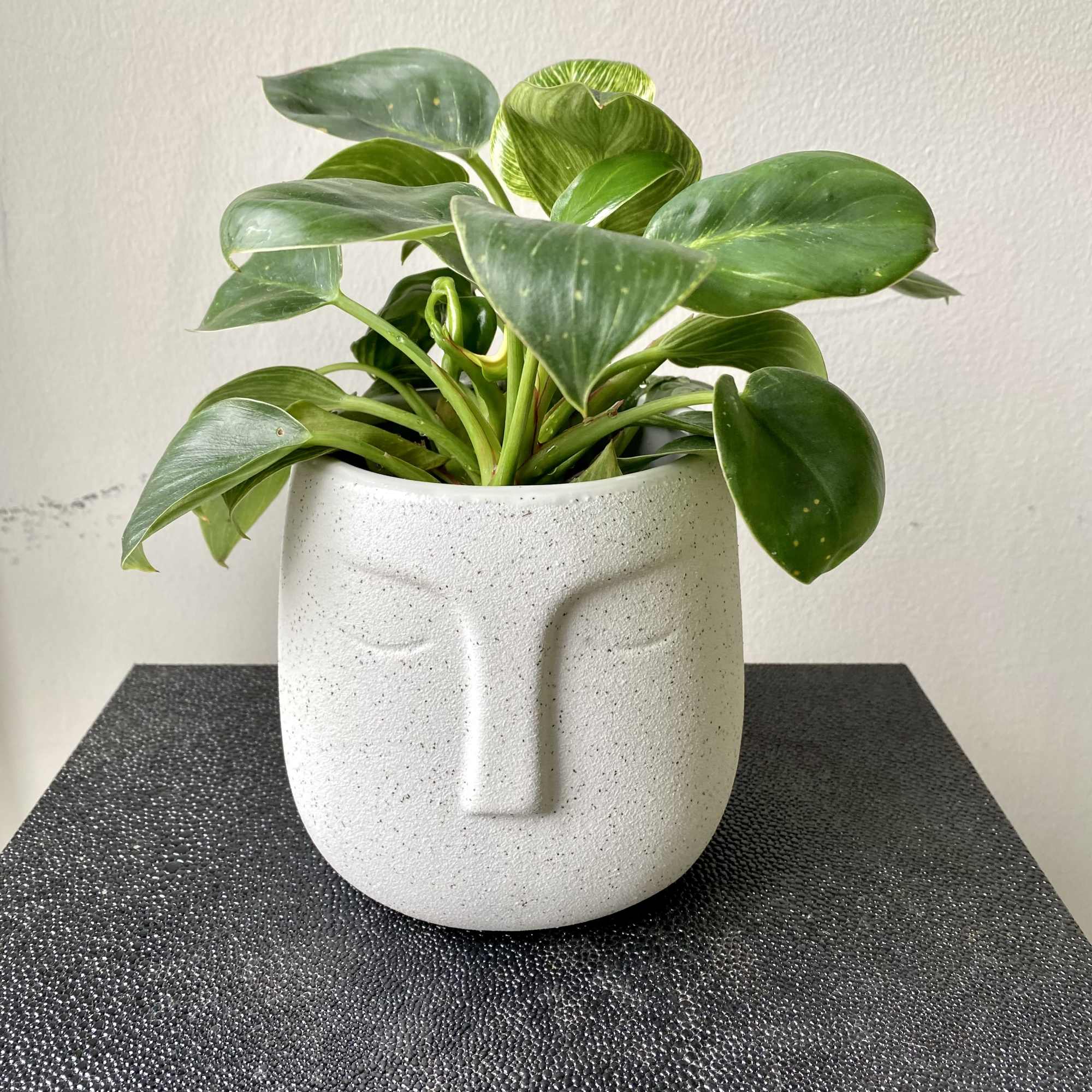 Hearty plant in ceramic face planter. 