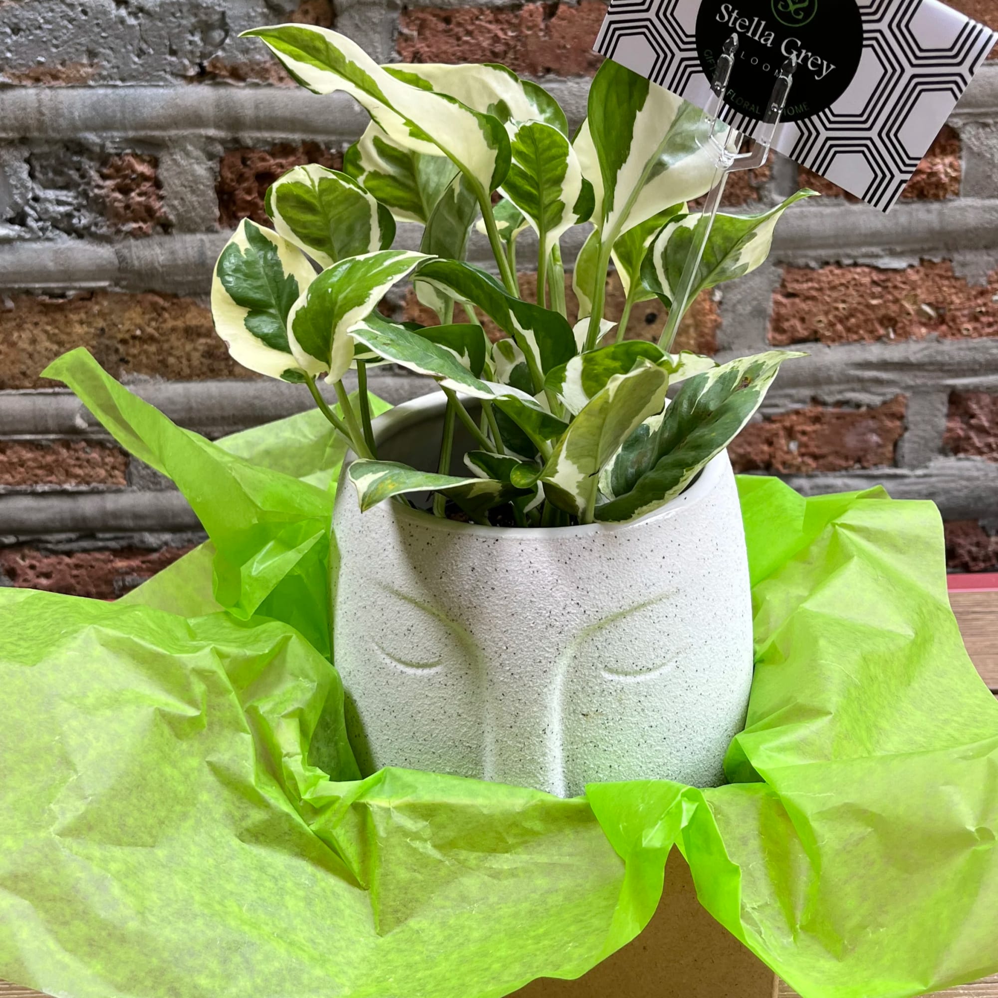 Hearty plant in ceramic face planter. 