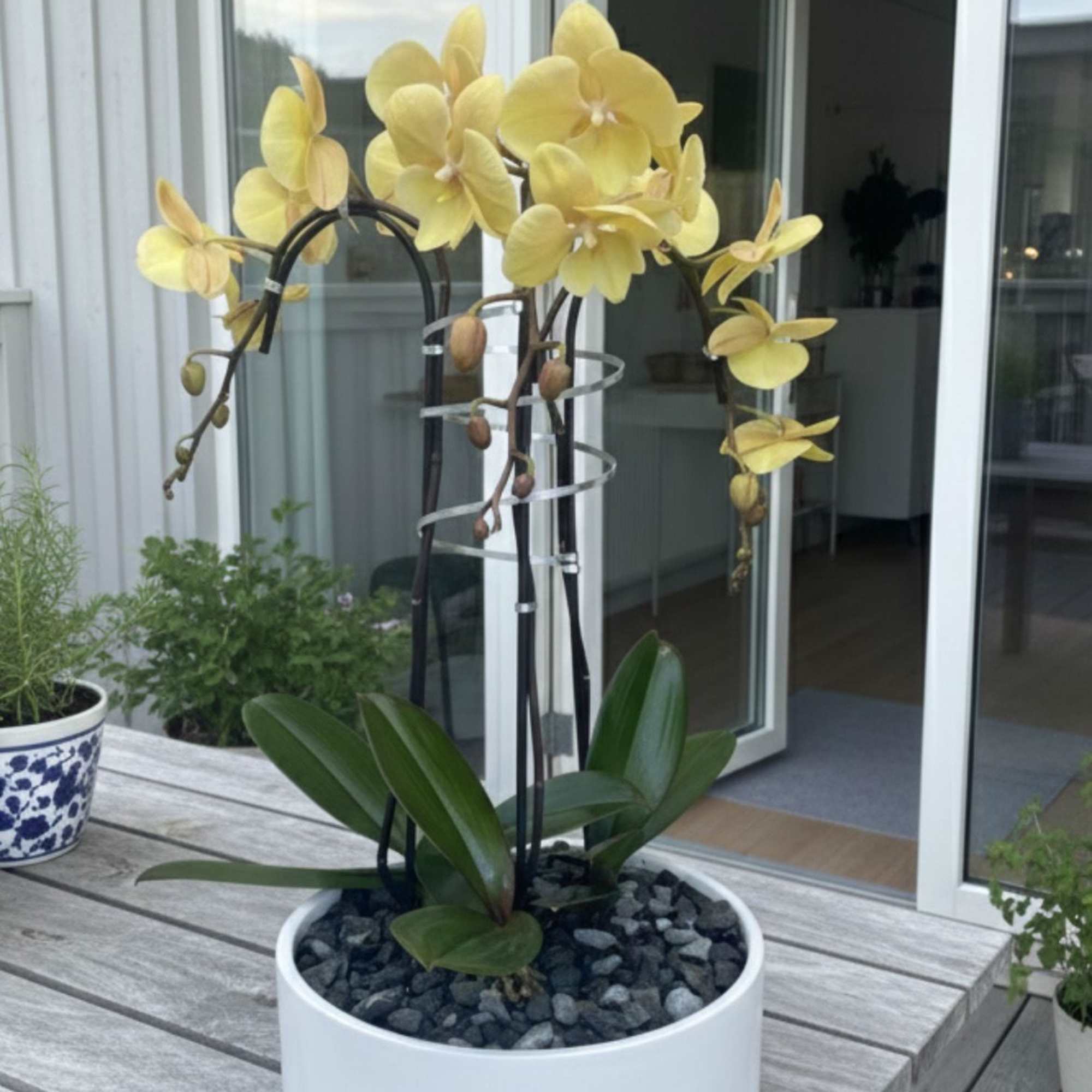 A high quality Triple yellow orchid arrangement with a vase 9" D