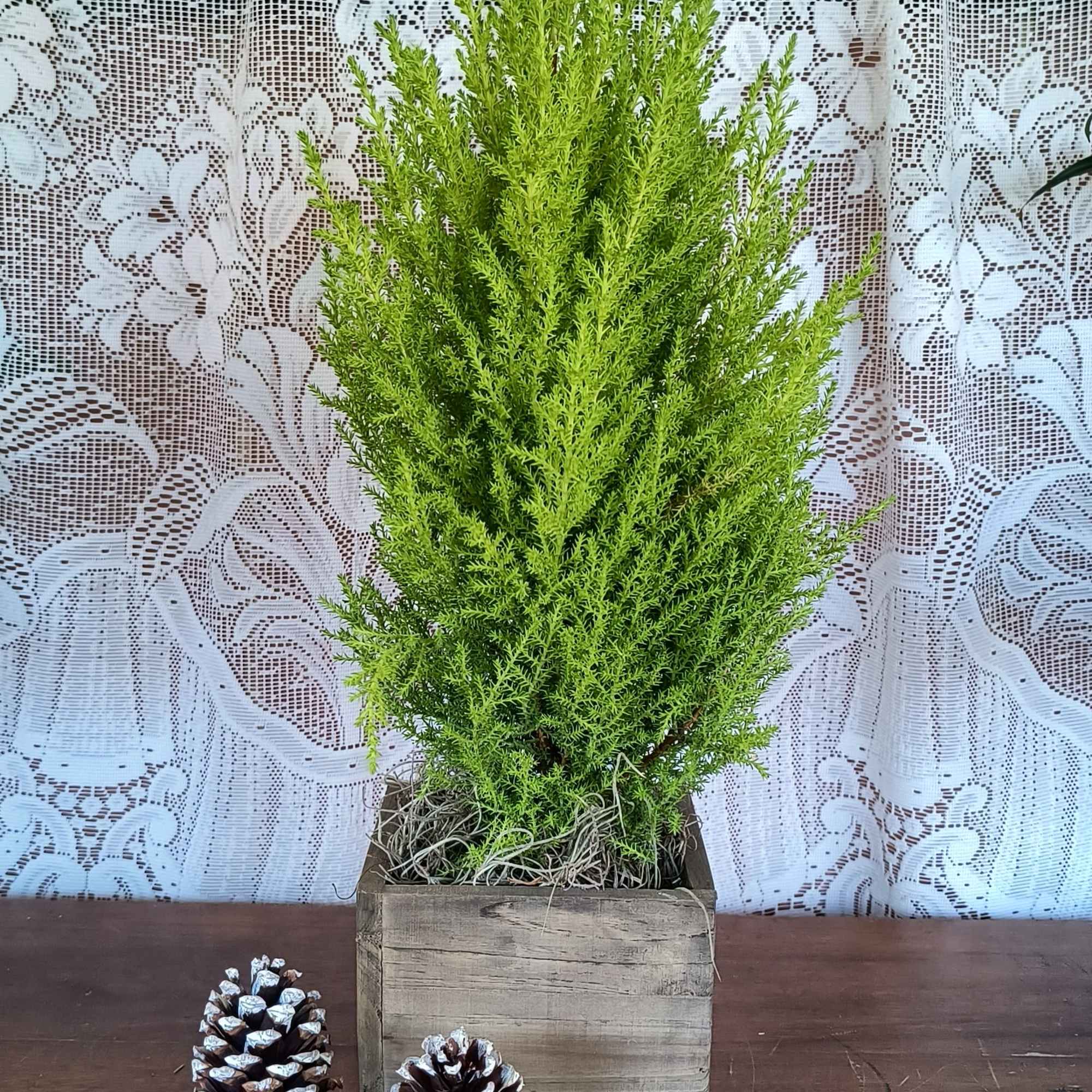 Wonderful the scent of this cypress' foliage...Lemon fragrance fills the air.
(small 4.5"