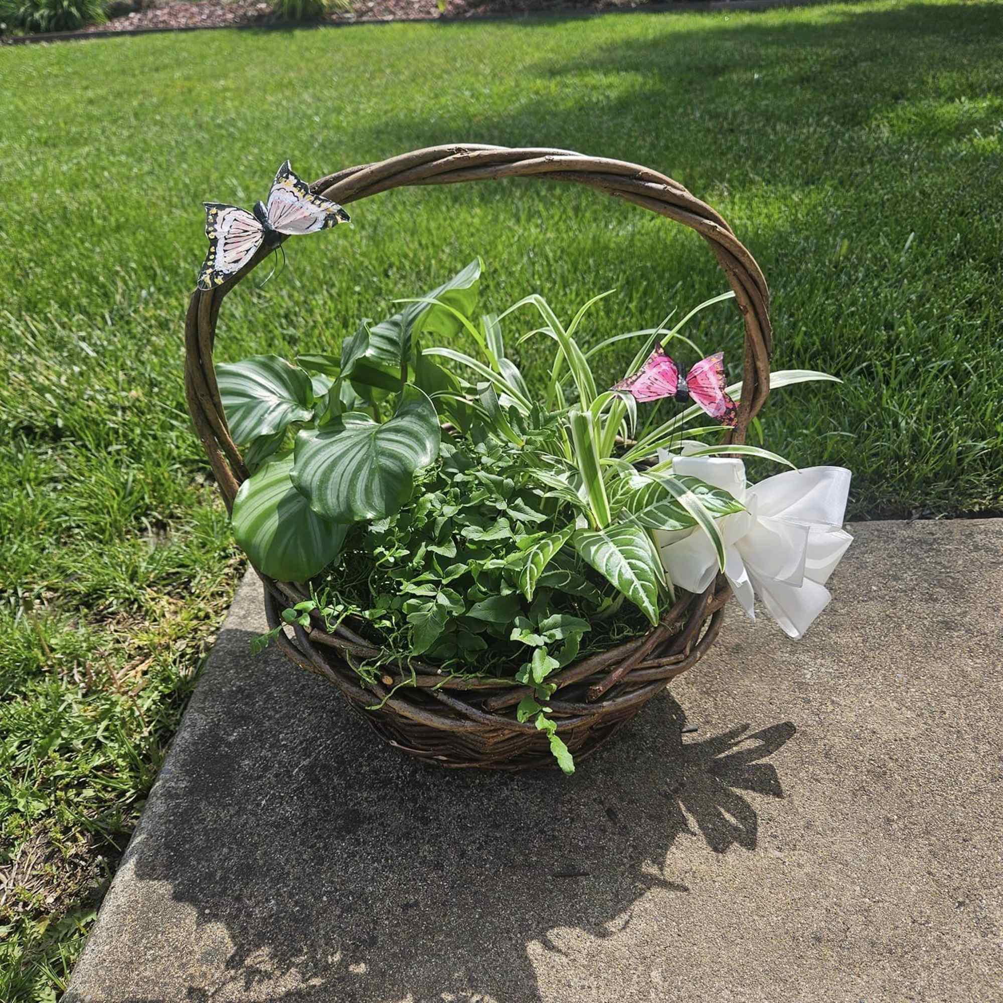 mixed green plants in a basket with butterflies