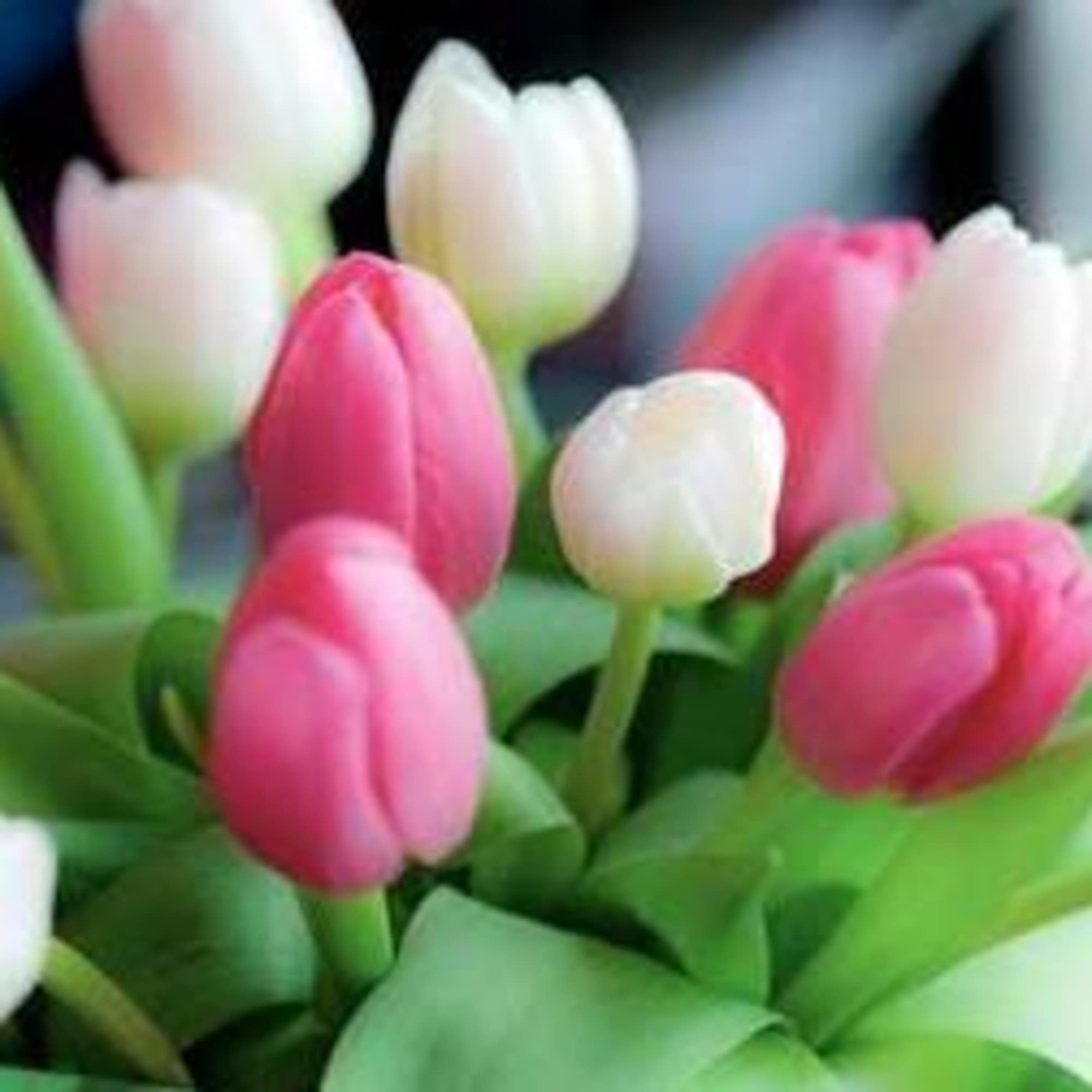 red, white and pink tulips
10/39.95
20/59.95
30/79.95