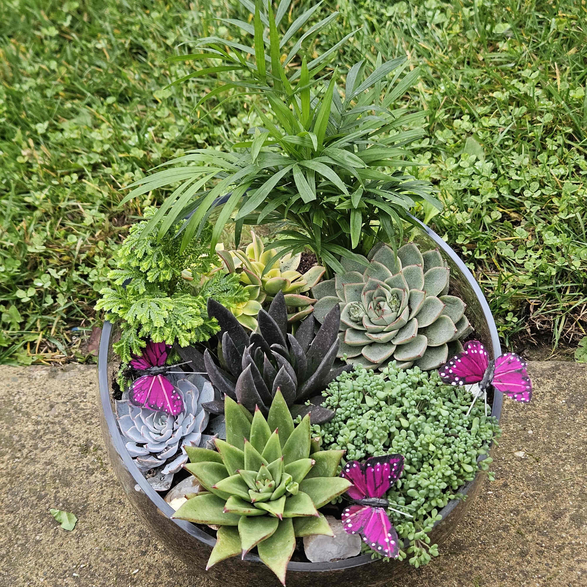 Katey's Earth-Wispering Succulent Sanctuary in Cameron Park, CA | Flowers  by Katey