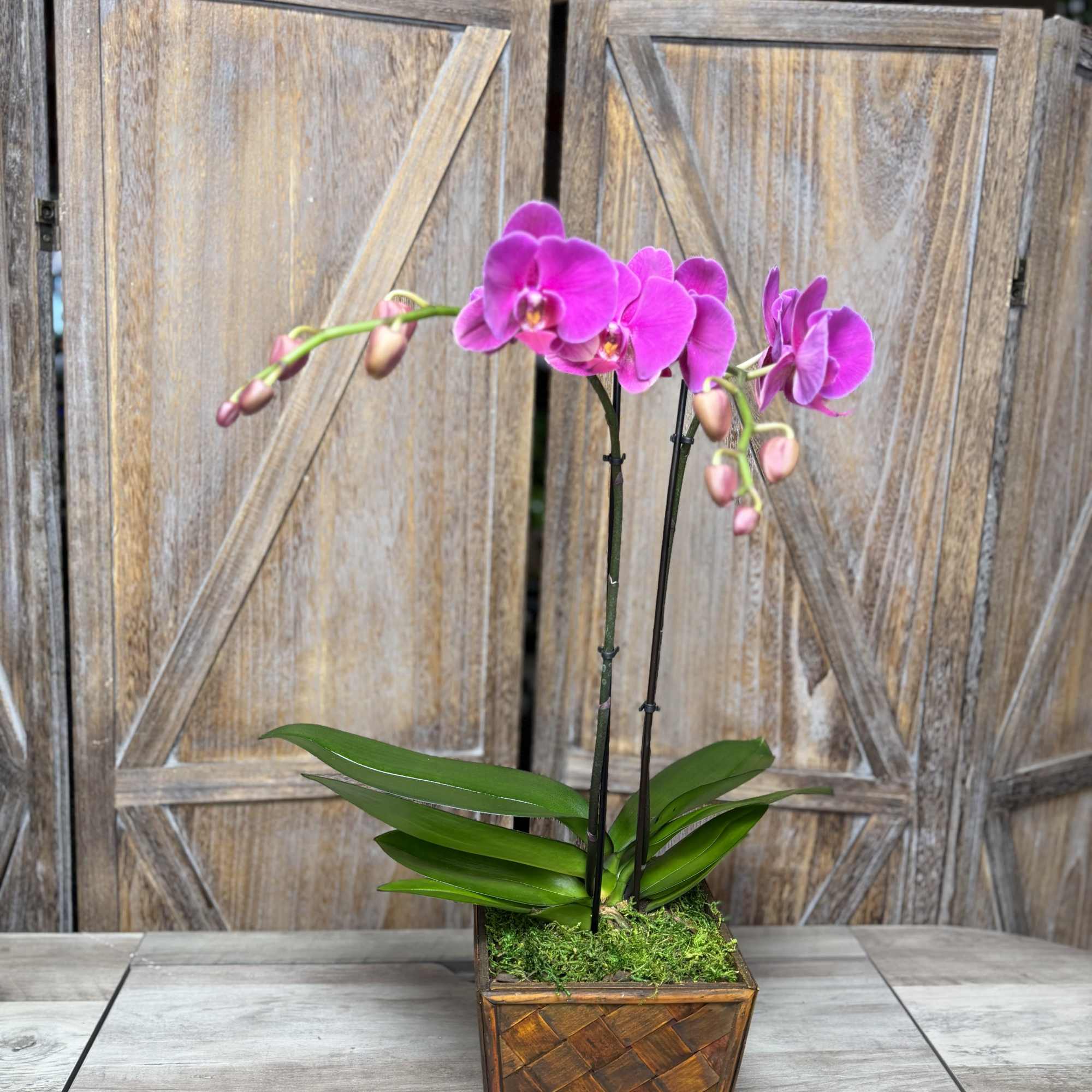 This beautiful pink orchid is carefully designed to feel special from the