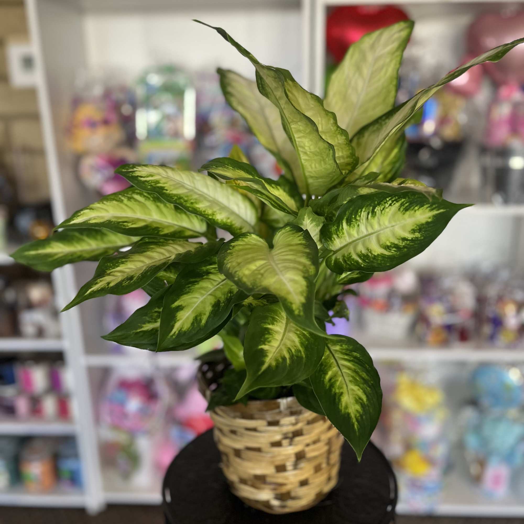 fresh six inch plant 