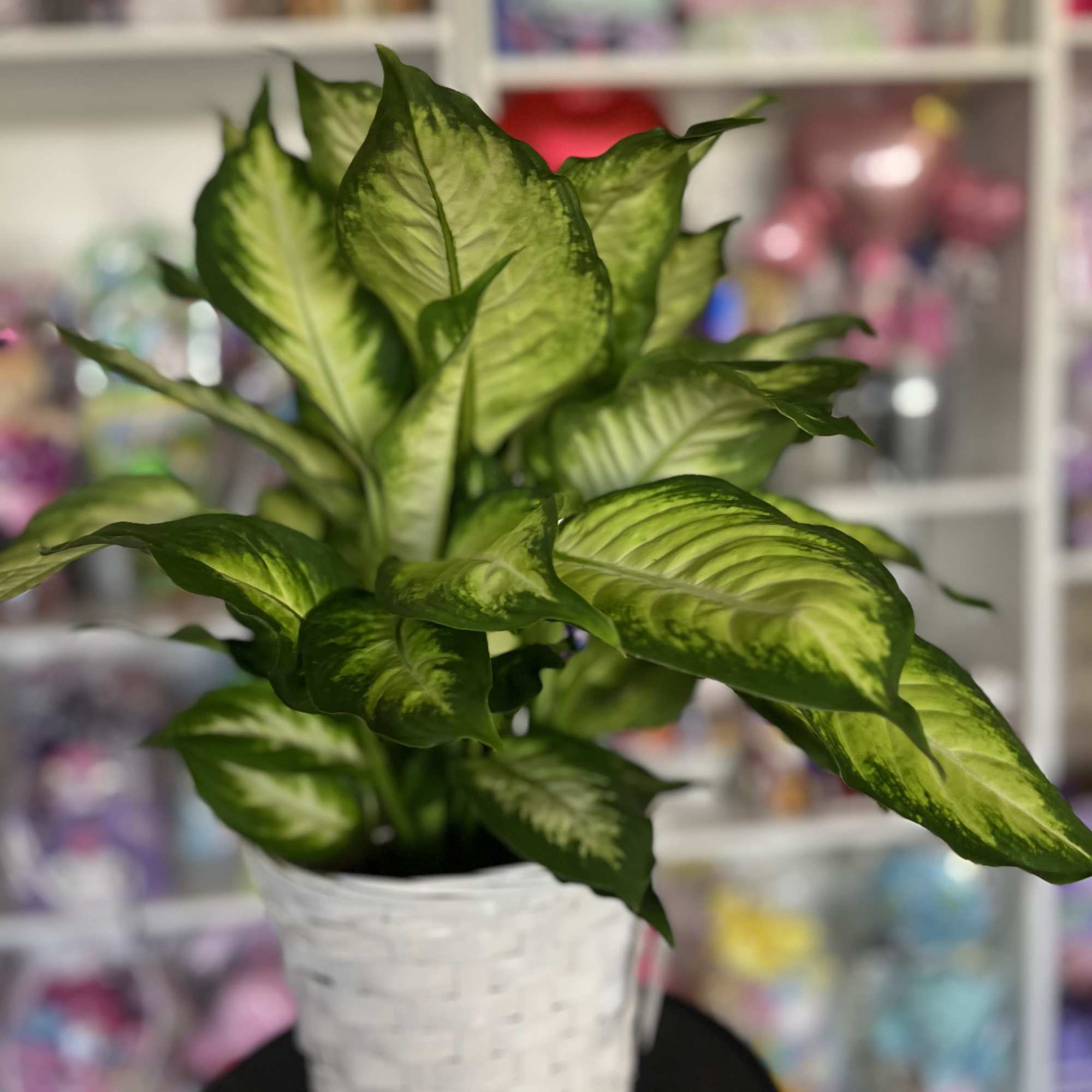 fresh six inch plant 