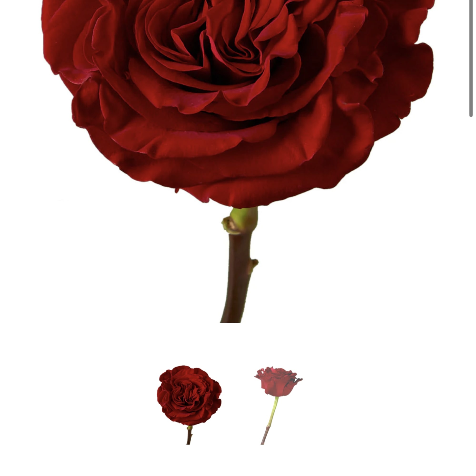 Mix flowers, Valentines Colors ( red , pink, white ,  Fresh