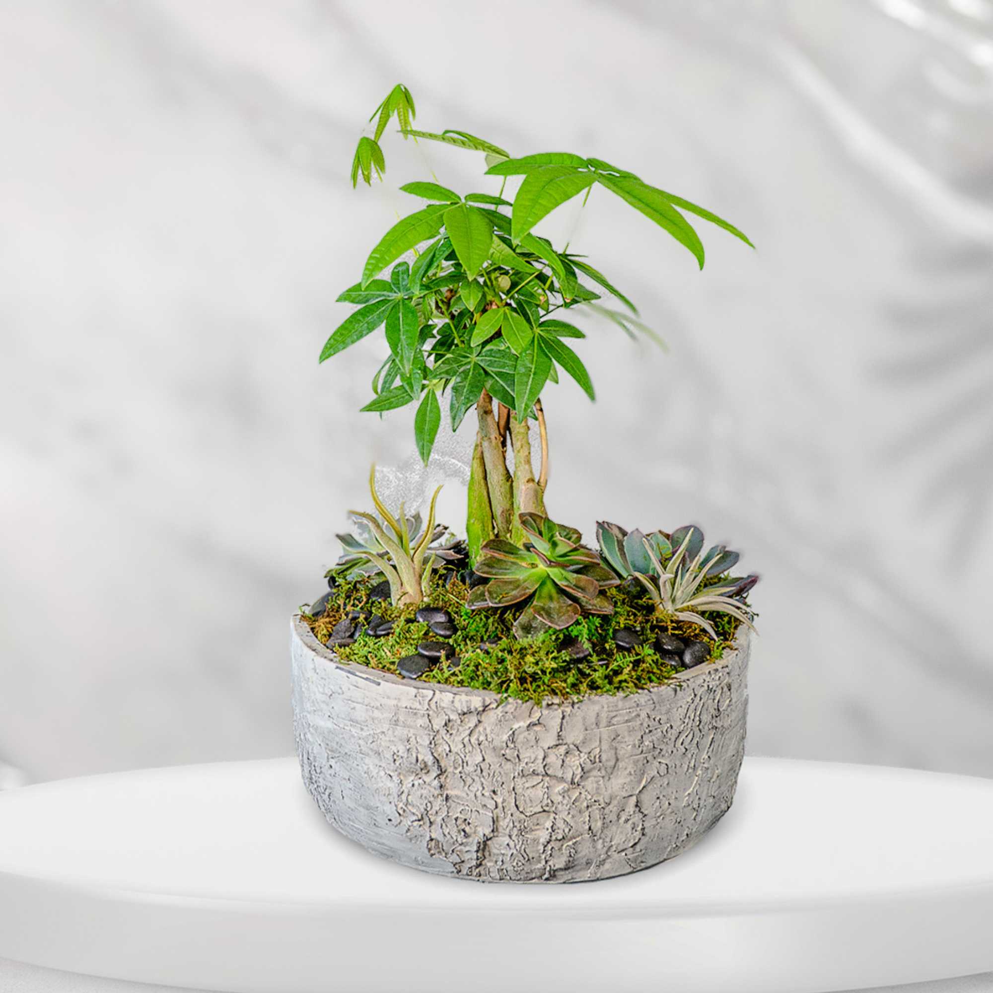 This modern design includes a mini money tree, succulents, and air plants.