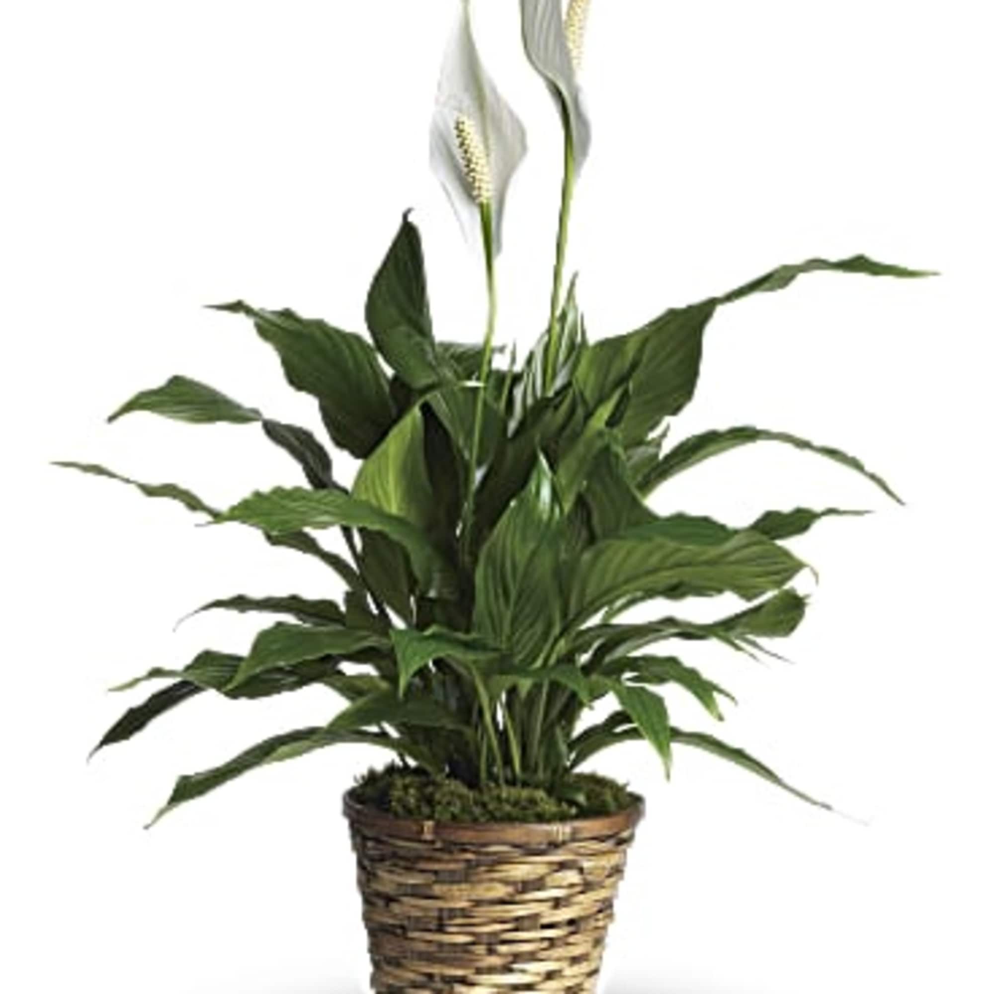 Also known as the peace lily, this dark leafy plant with its